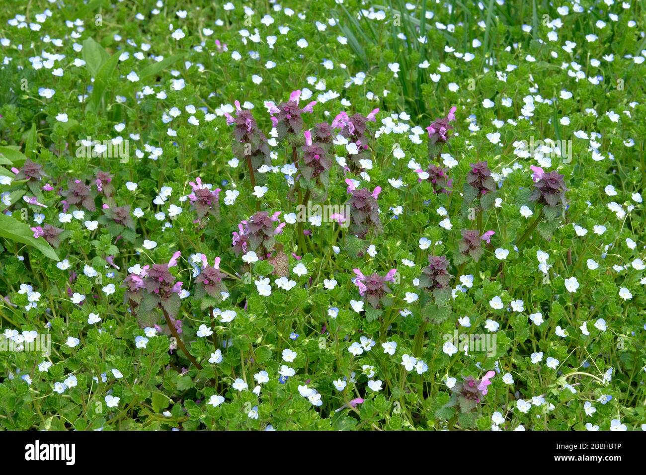 Pré sauvage de printemps dans les montagnes. De nombreuses fleurs alpines bleues et melissa sur une glade verte au printemps. Banque D'Images