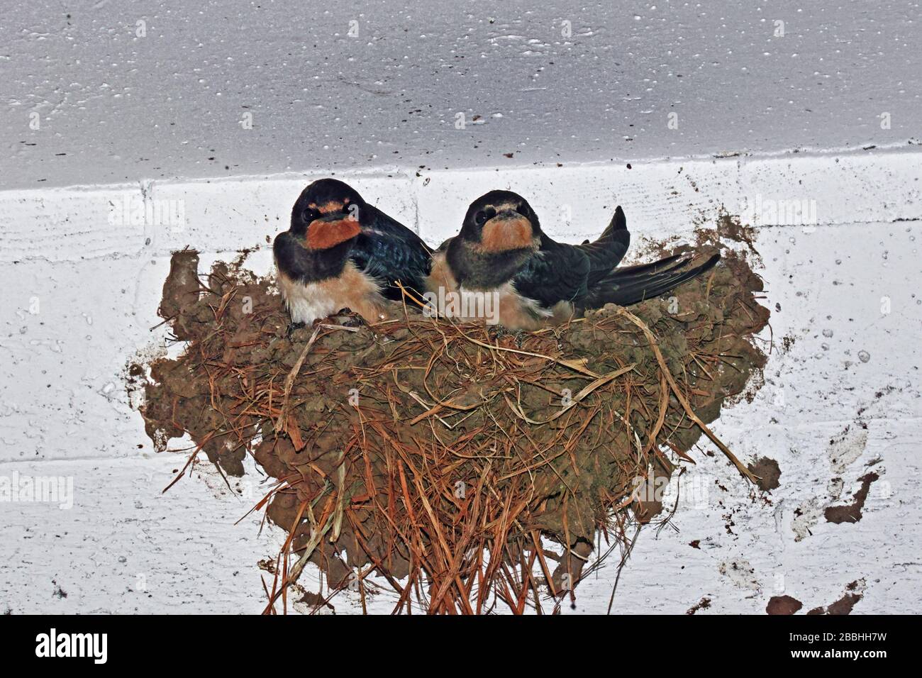 Les jeunes hirondelles dans leur nid, Hirundo rustica Banque D'Images
