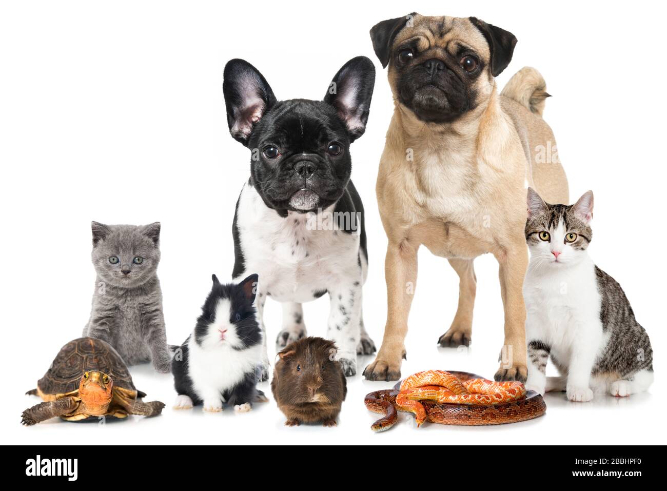 Différents animaux isolés sur fond blanc Banque D'Images