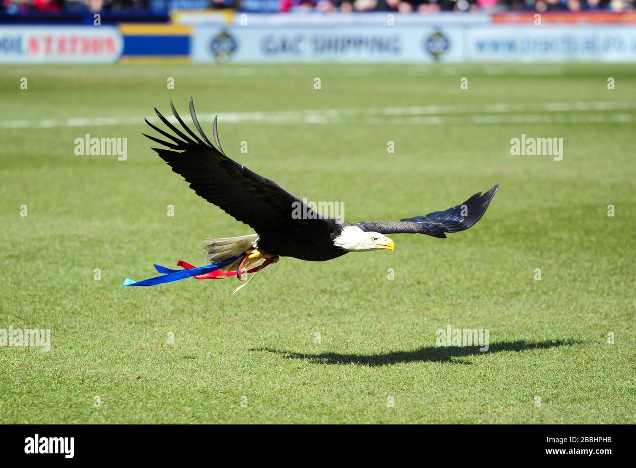 La mascotte Crystal Palace Kayla l'aigle Bald nord-américain Banque D'Images