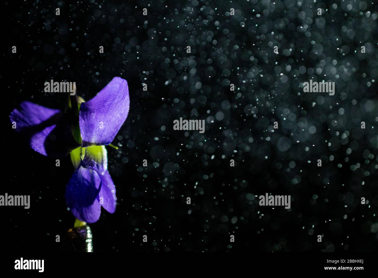 Petite fleur violette sur fond noir avec Mist venant de droite Banque D'Images