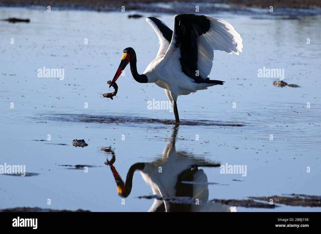 Pêche de cigognes à bord de selle au Botswana Banque D'Images