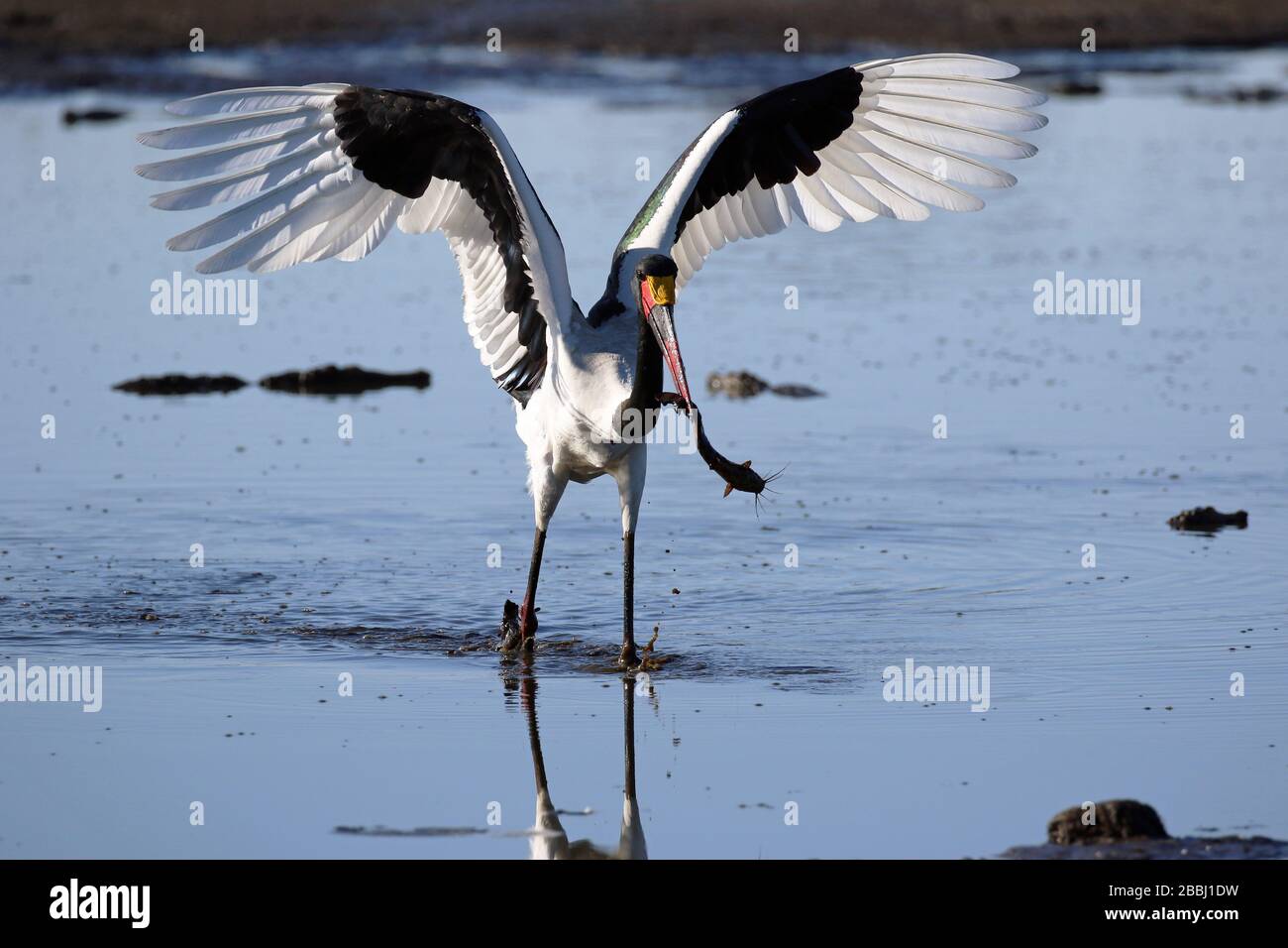 Pêche de cigognes à bord de selle au Botswana Banque D'Images