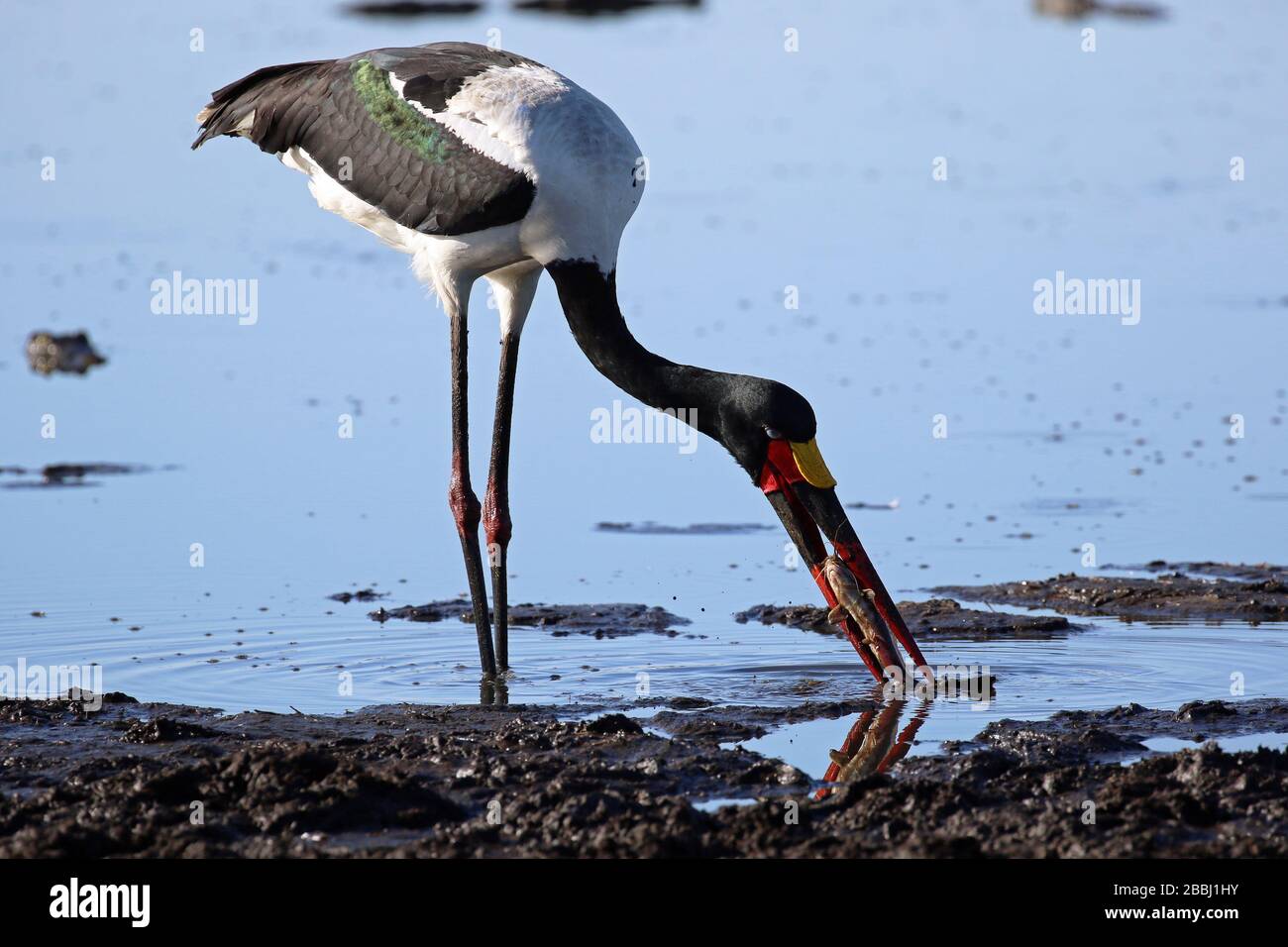 Pêche de cigognes à bord de selle au Botswana Banque D'Images