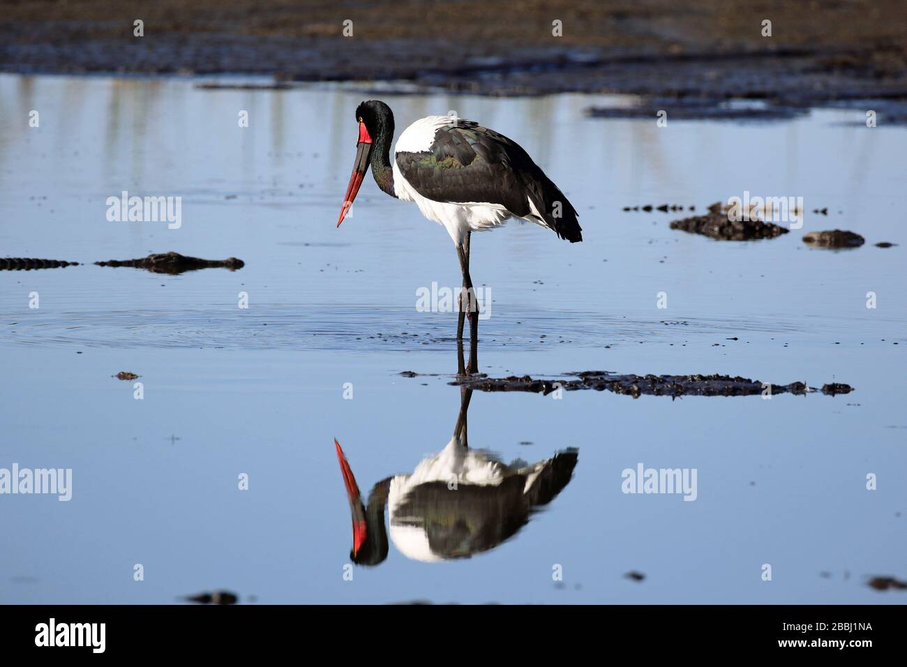 Pêche de cigognes à bord de selle au Botswana Banque D'Images