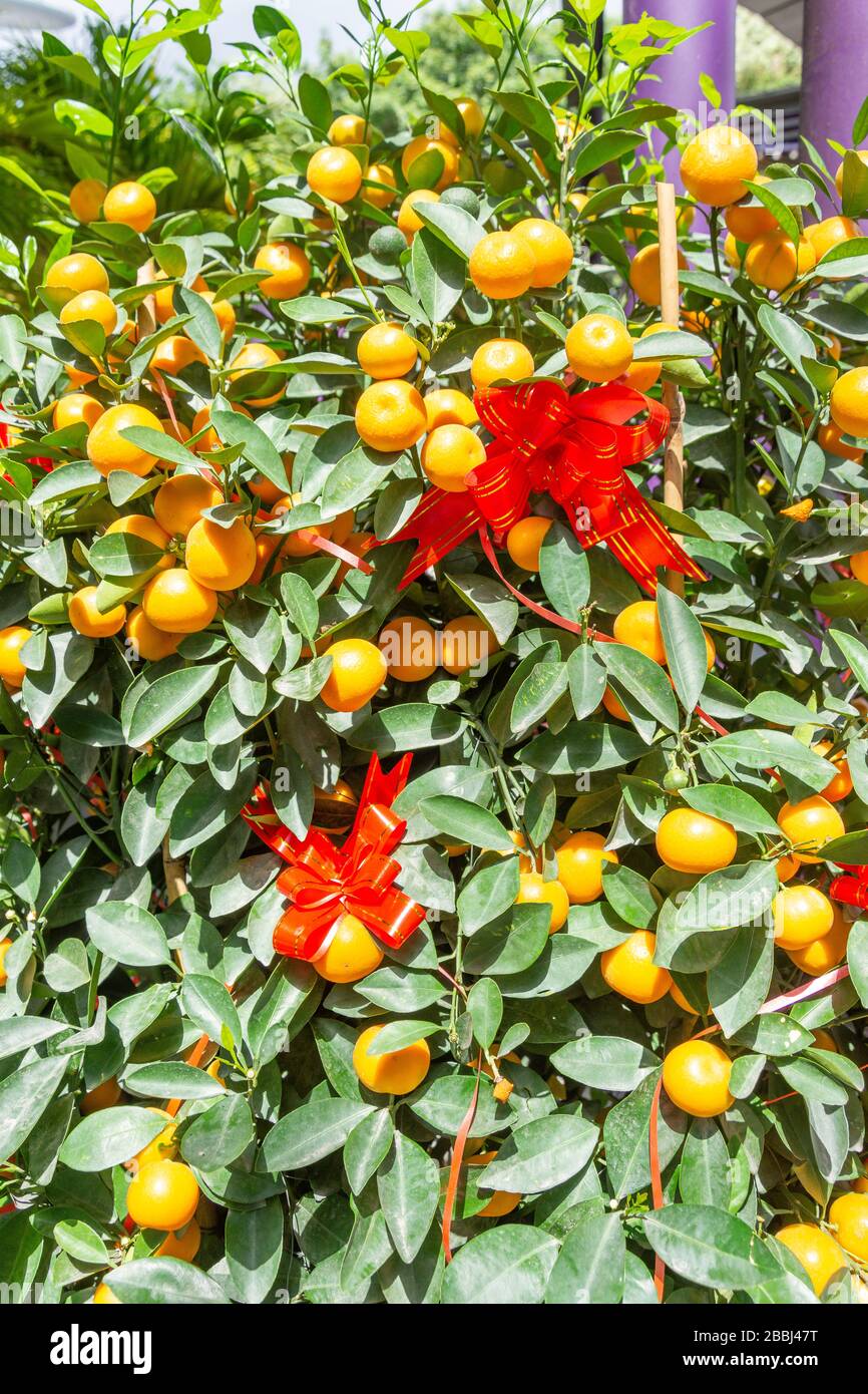 Arbre de kumquat (cumquat), jardins près de la baie, centre-ville, Marina South, Singapour Banque D'Images