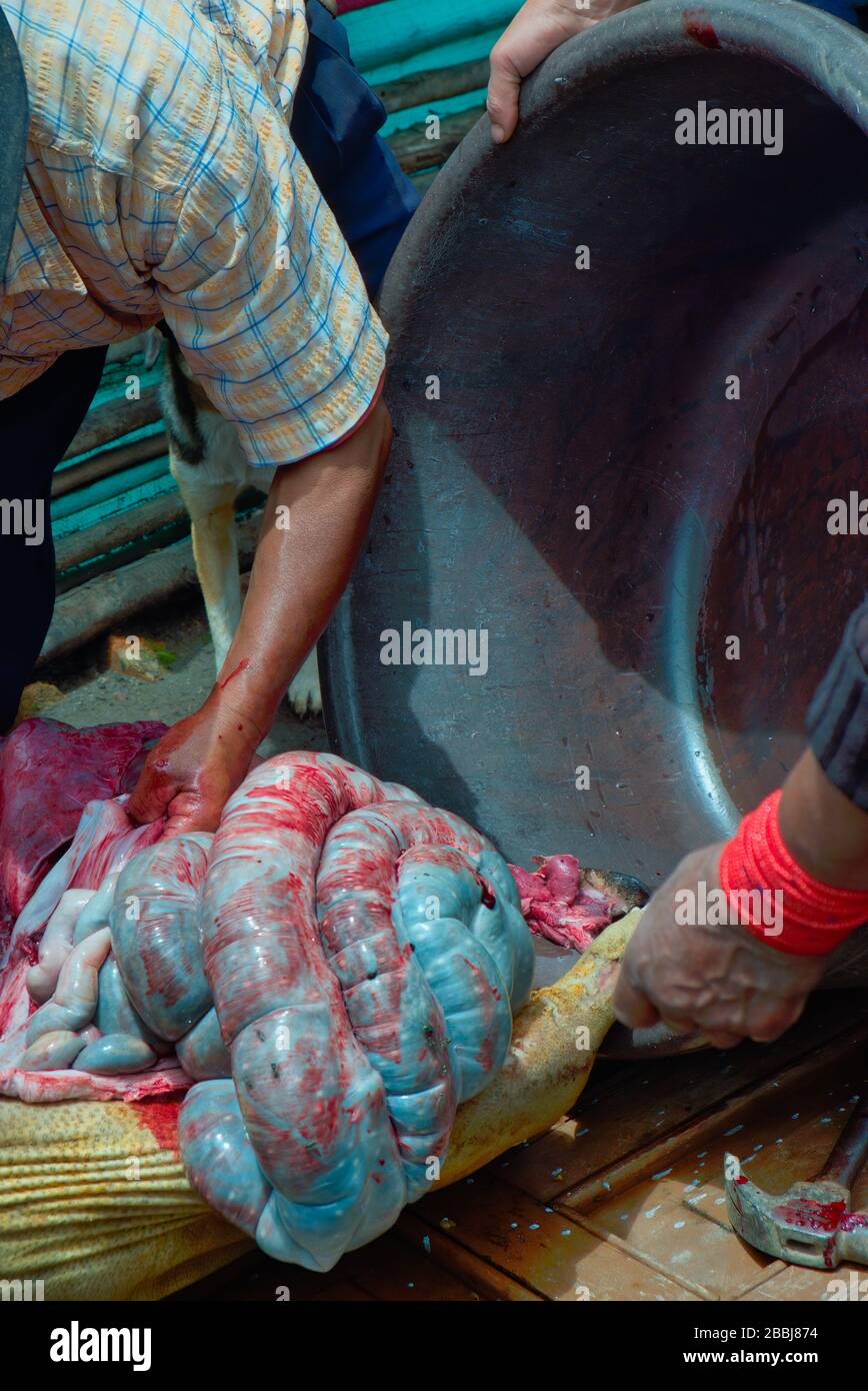 Boucherie de cochon de coronavirus 7 de 10. Marchés fermés – porcs coûteux à nourrir – bouchers familiaux étendus originaires du Quichuan deux porcs à cause du Coronavirus. Banque D'Images