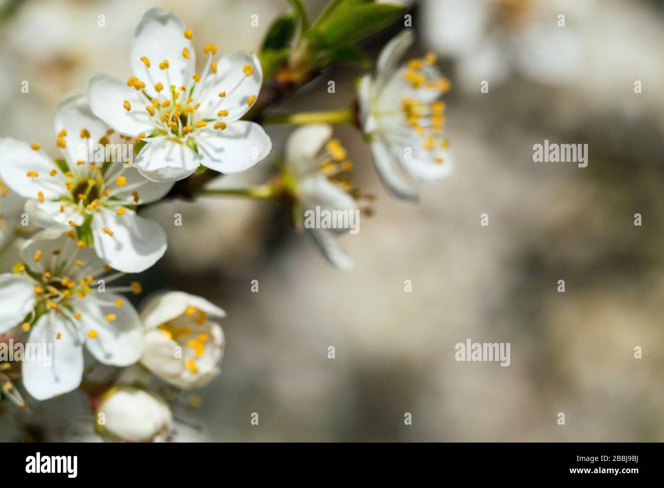 Fleurs blanches sur l'un des premiers arbres fleuris au début du printemps, photo macro Banque D'Images