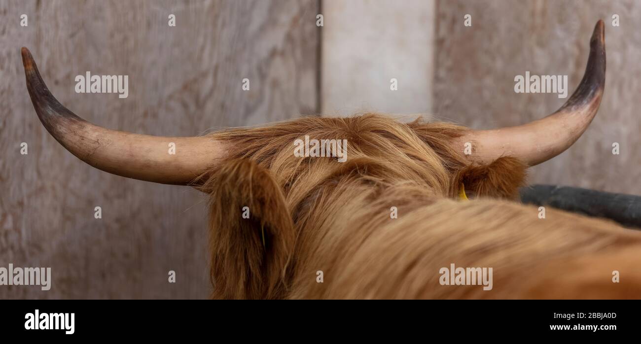 Cornes et dos de la tête d'une vache des Highlands Banque D'Images