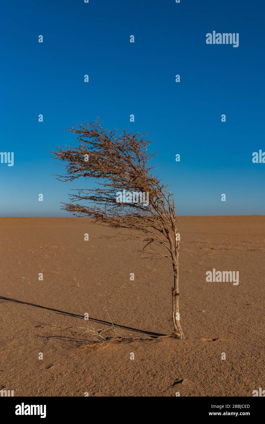 Le petit arbre au milieu du désert du Sahara. Tchad, Afrique Banque D'Images