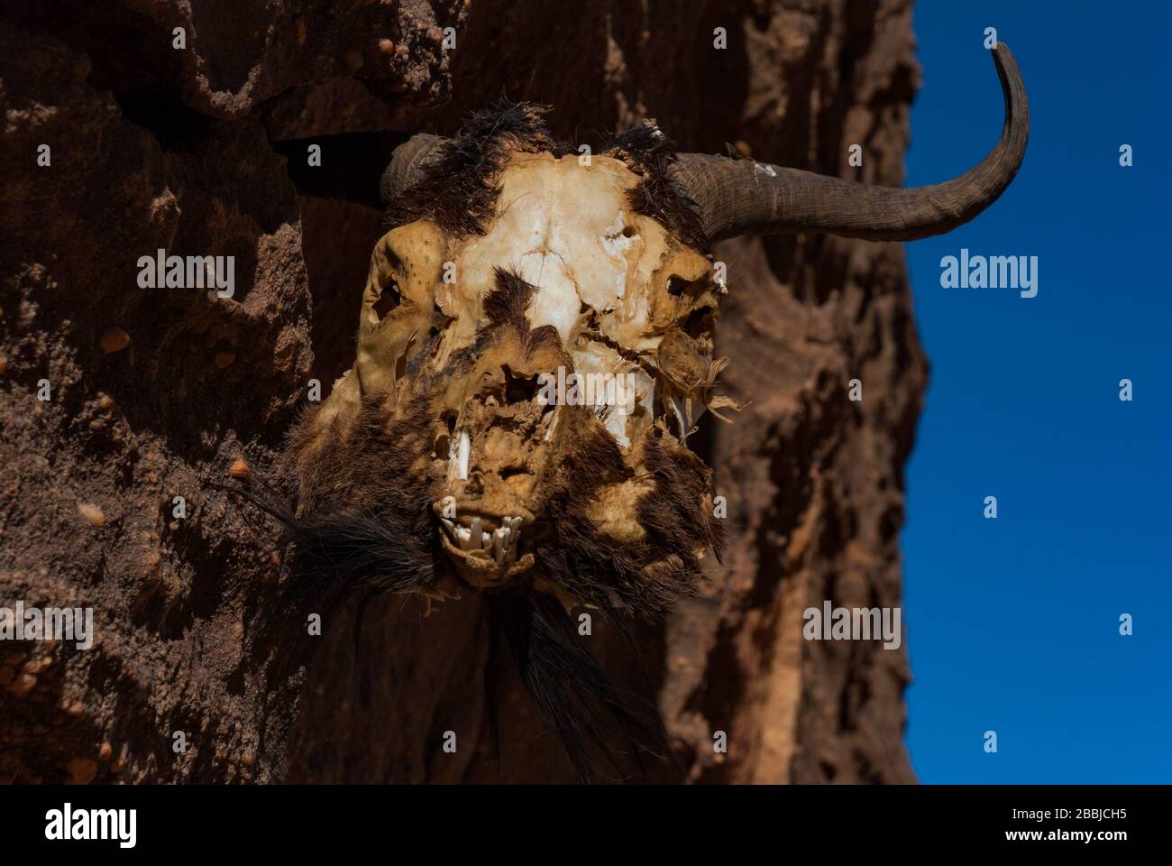 La tête morte d'animal attaché à la roche, Tchad, Afrique Banque D'Images