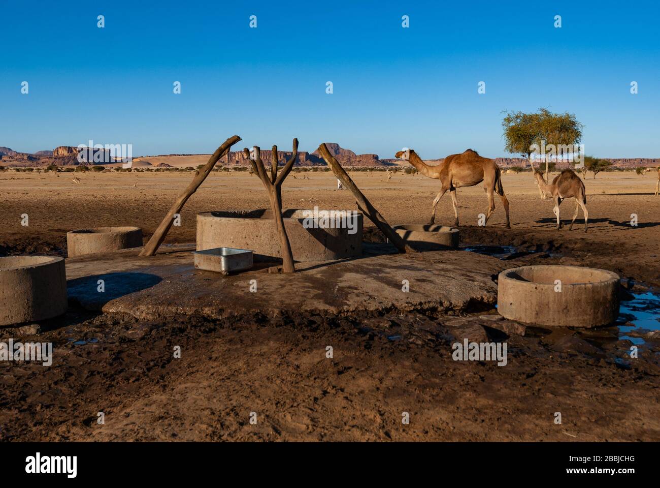 Les chameaux s'approchent du puits dans l'oasis du désert. Désert du Sahara, Tchad, Afrique. Banque D'Images