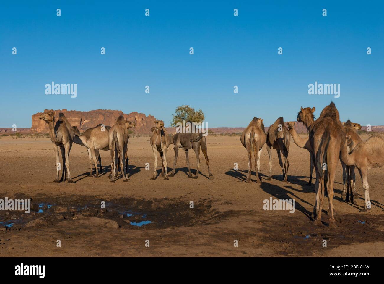 Troupeau de chameaux dans le désert du Sahara. Tchad, Afrique Banque D'Images