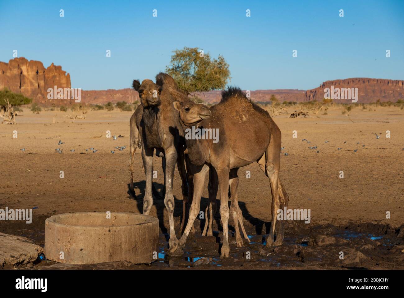 Les chameaux se tiennent à côté du puits du désert, oasis au Sahara, Tchad, Afrique Banque D'Images