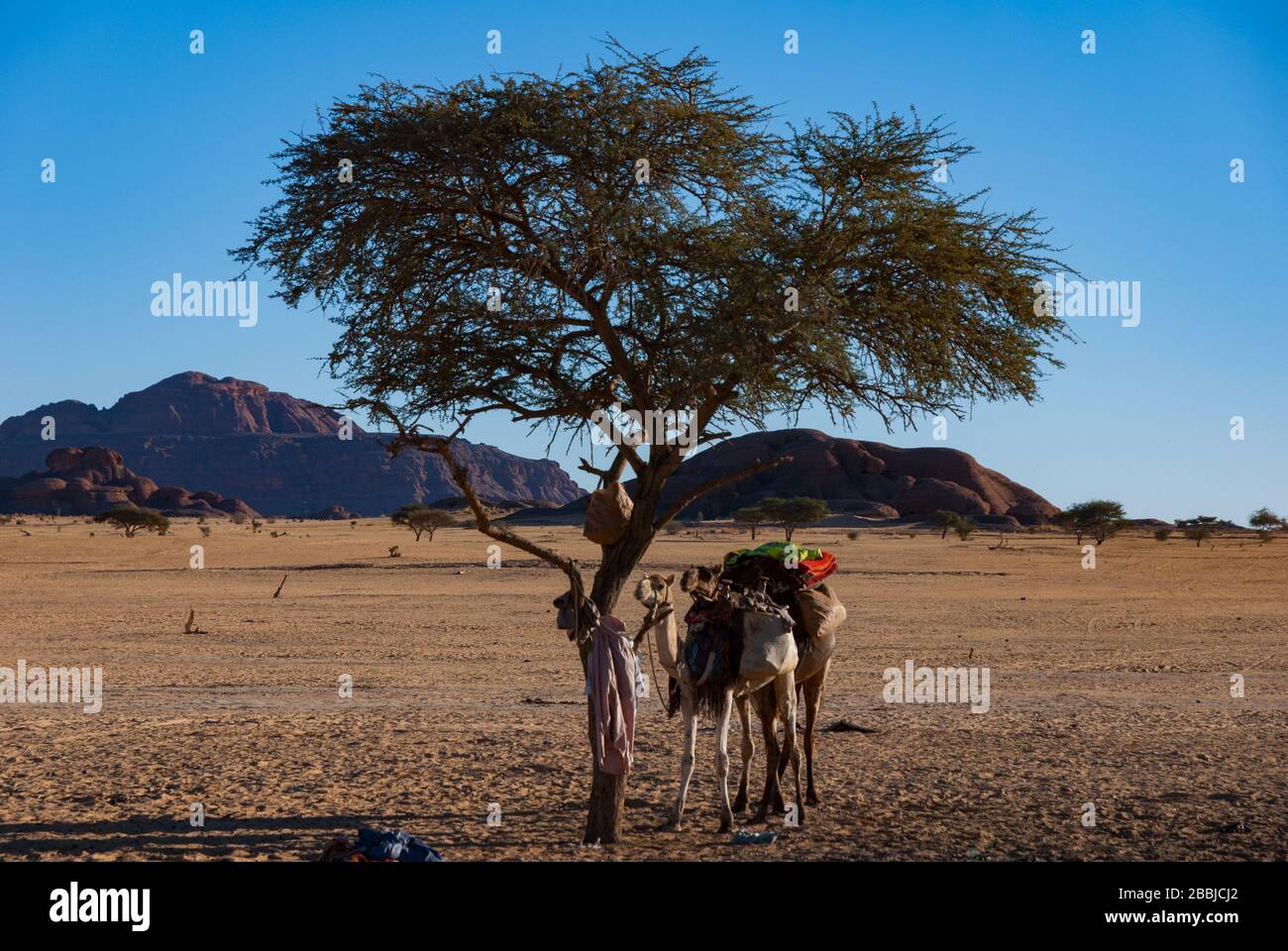 Oasis, désert du Sahara au Tchad. Deux chameaux se dresse à côté de l'arbre. Afrique Banque D'Images