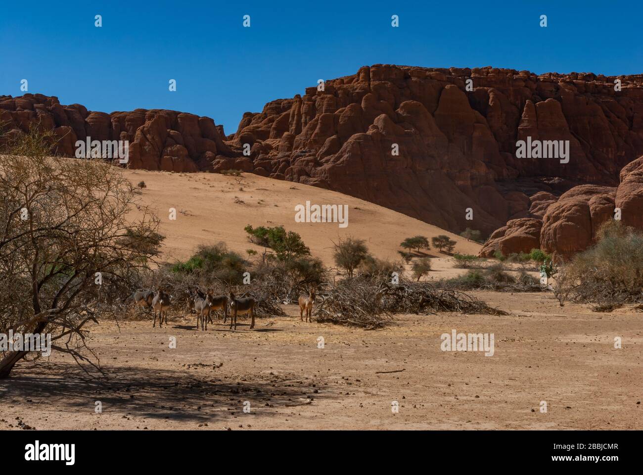 Formations rocheuses naturelles et arbres secs, Tchad, Afrique Banque D'Images