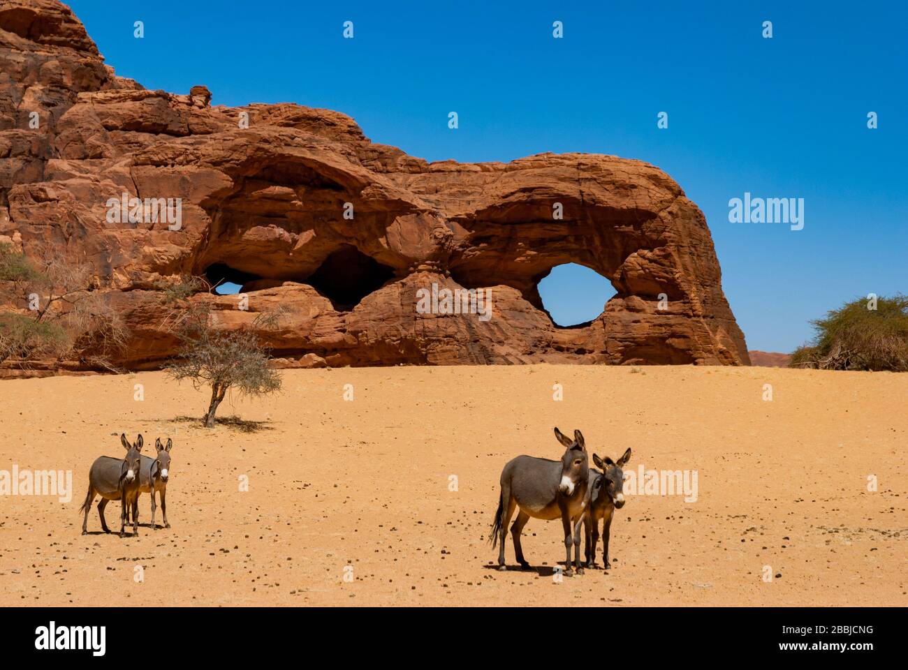 Formations rocheuses naturelles sous forme d'arches et de donkeys belvédère à la caméra. Tchad, Afrique Banque D'Images
