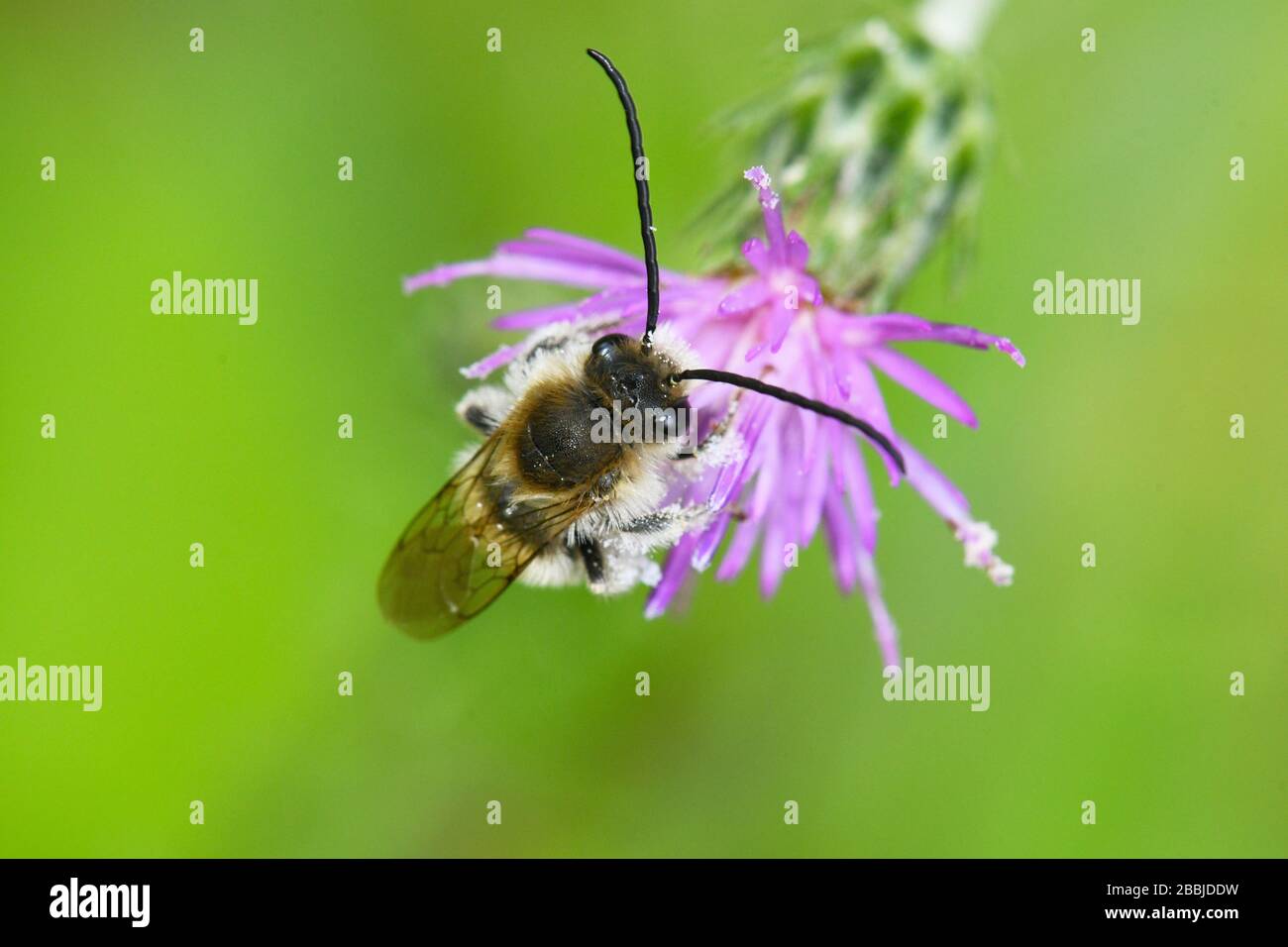 L'abeille sauvage pollinisent la fleur d'épine Banque D'Images