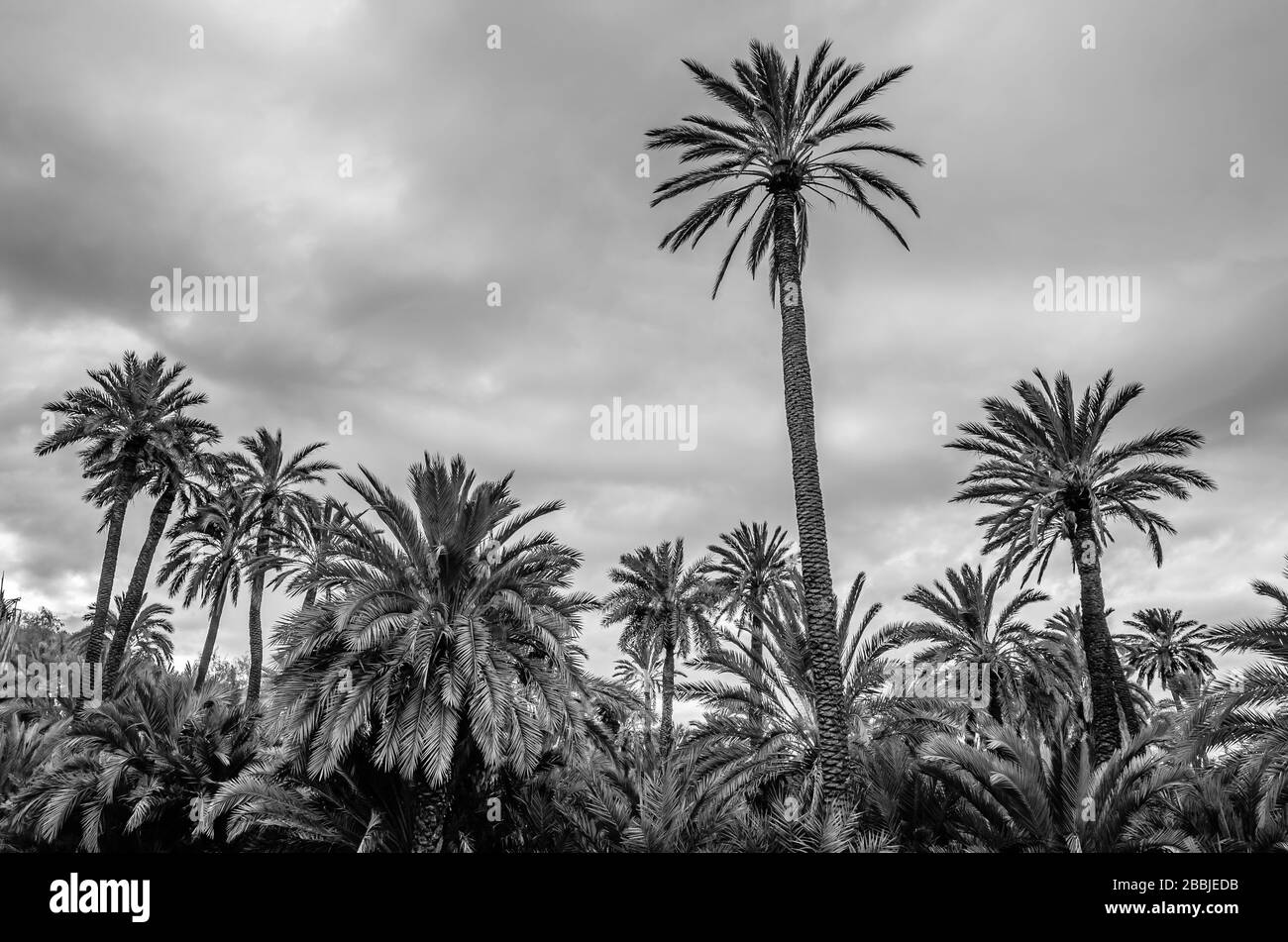Datent des palmiers dans la palmeraie d'Elche, province d'Alicante, Espagne; image en noir et blanc Banque D'Images
