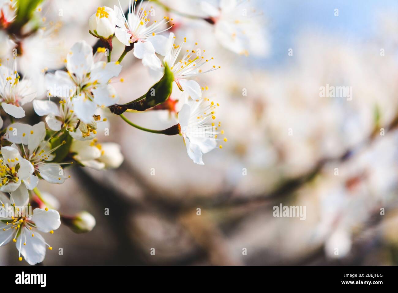 Fleurs sauvages de cerisiers dans un pré de printemps Banque D'Images