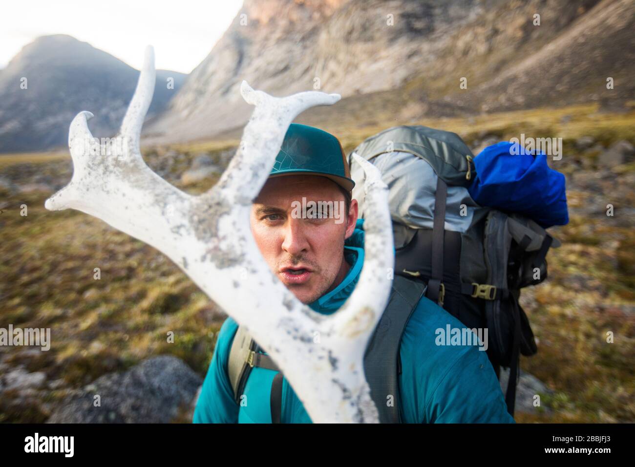 Vue de l'emballeur expressif à travers les cornes de la fourrager de caribou. Banque D'Images