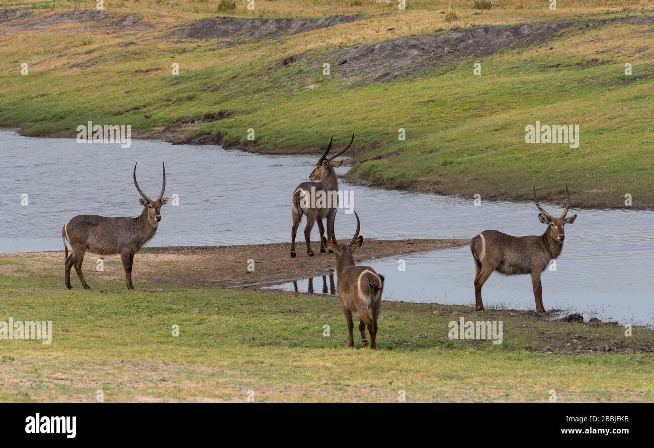 Quatre antilopes en buck mâle dans un trou d'eau du parc national de Chobe, au Botswana Banque D'Images