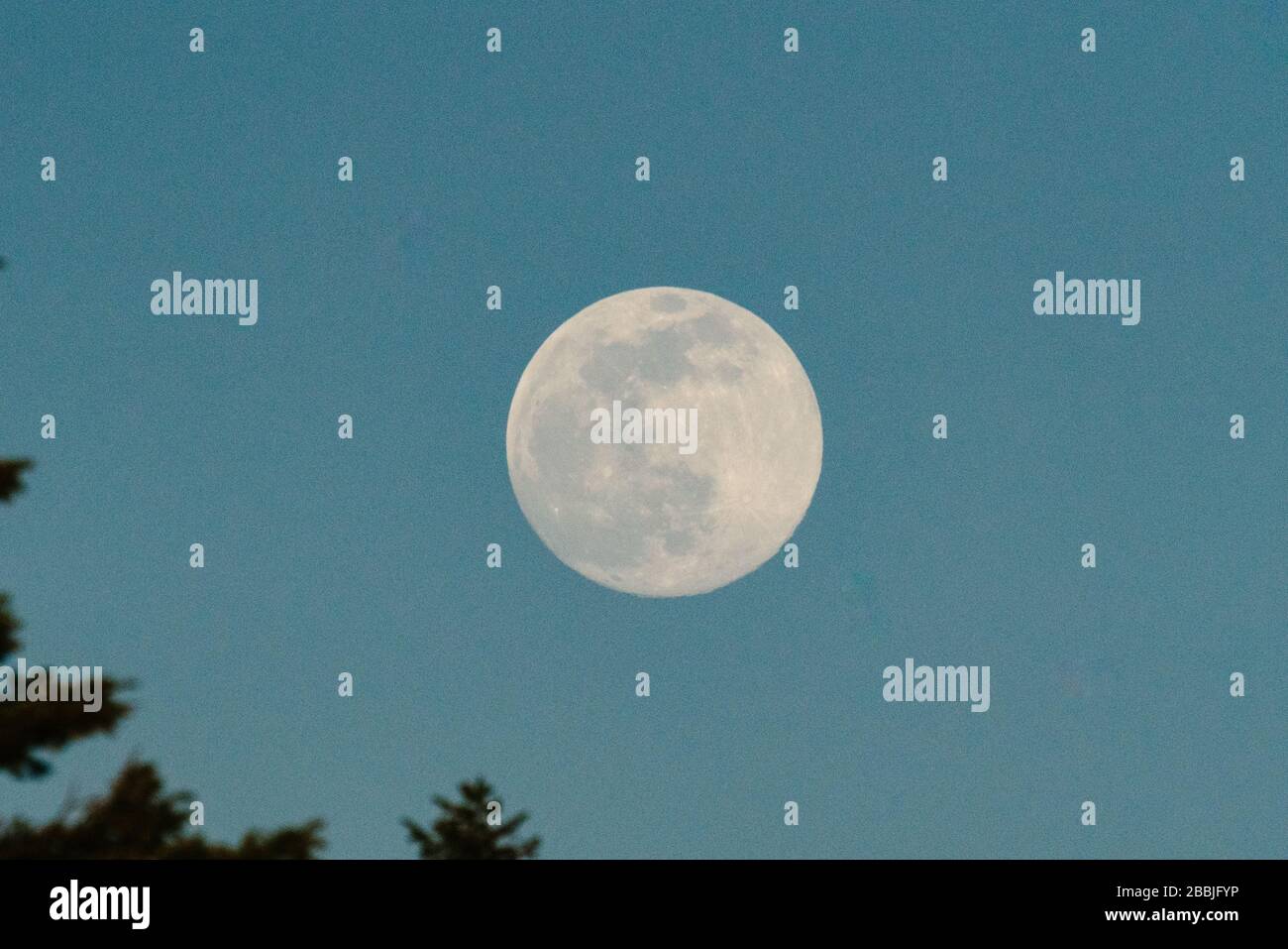 Une pleine lune de ver s'élève sur un ciel bleu au crépuscule Banque D'Images