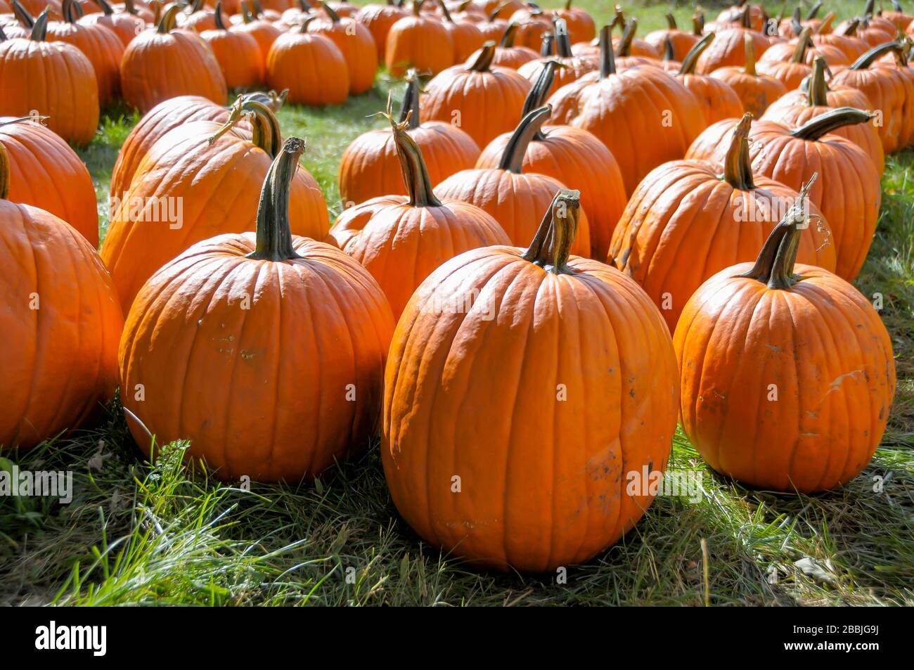 Champ de citrouilles prêtes à être cueillies Banque D'Images