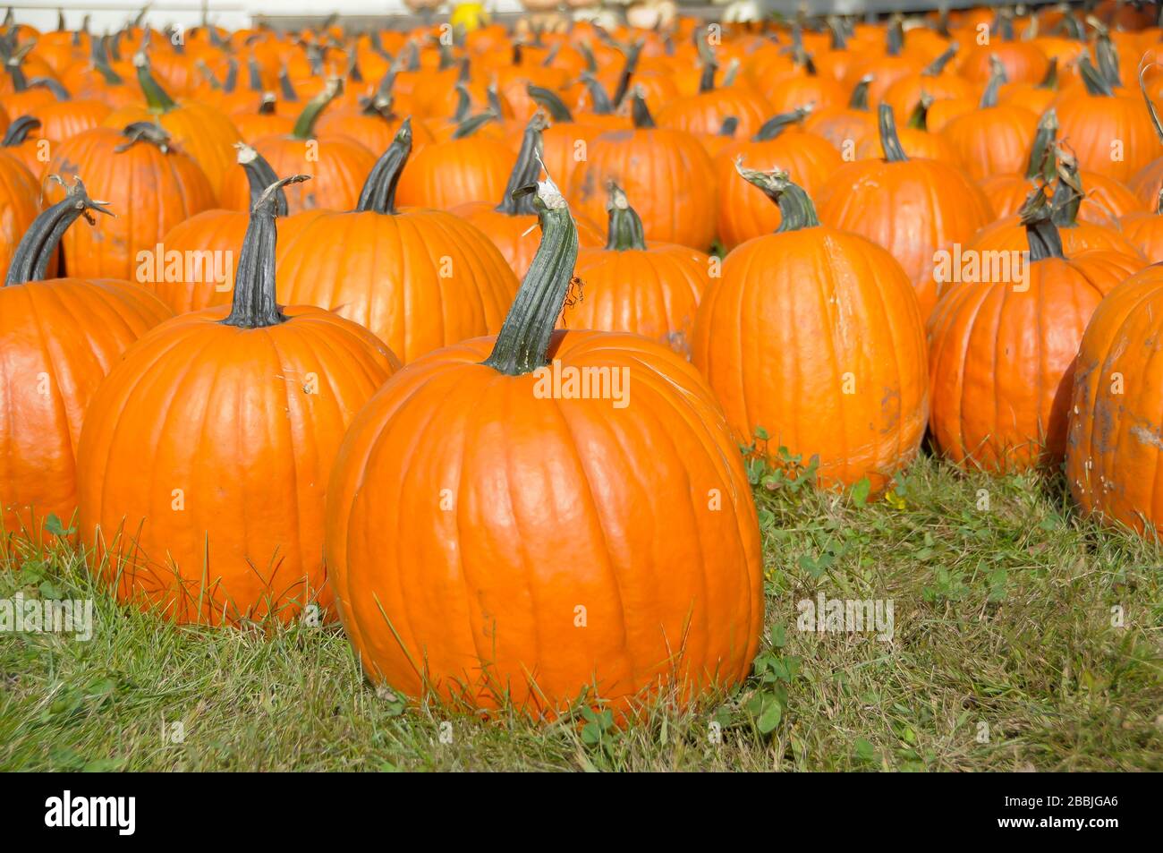 Champ de citrouilles prêtes à être cueillies Banque D'Images