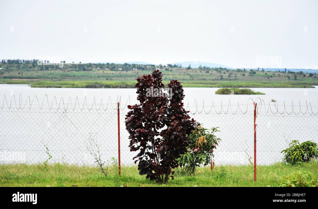 Plantes à feuilles rouges foncées et mangues le long d'une clôture de chaînette à proximité du lac Cyambwe, Kirehe, Rwanda, Afrique de l'est Banque D'Images