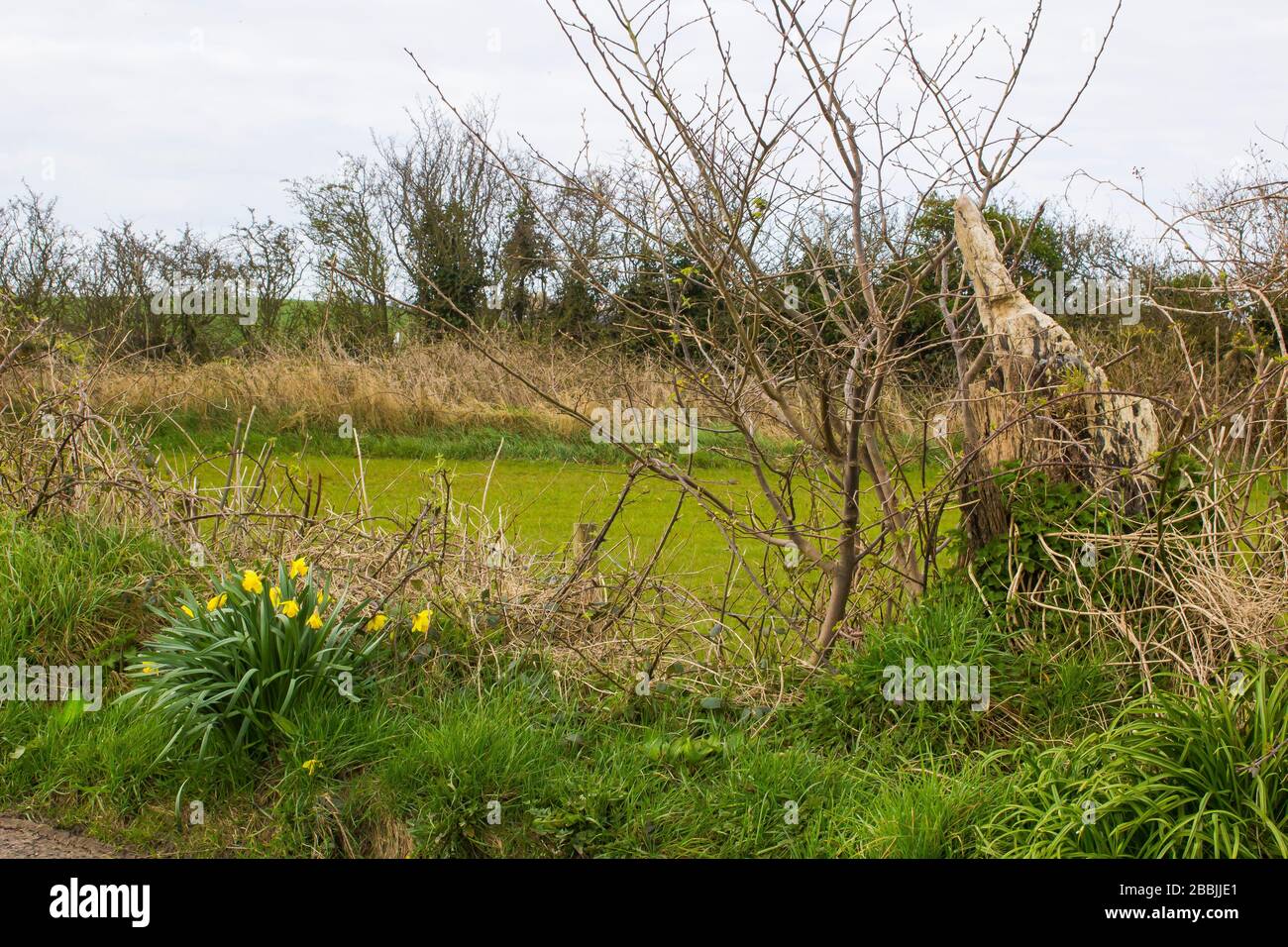 Un groupe de jonquilles jaunes autosemées sur une verge d'herbe en bordure de route dans le comté d'Irlande du Nord Banque D'Images