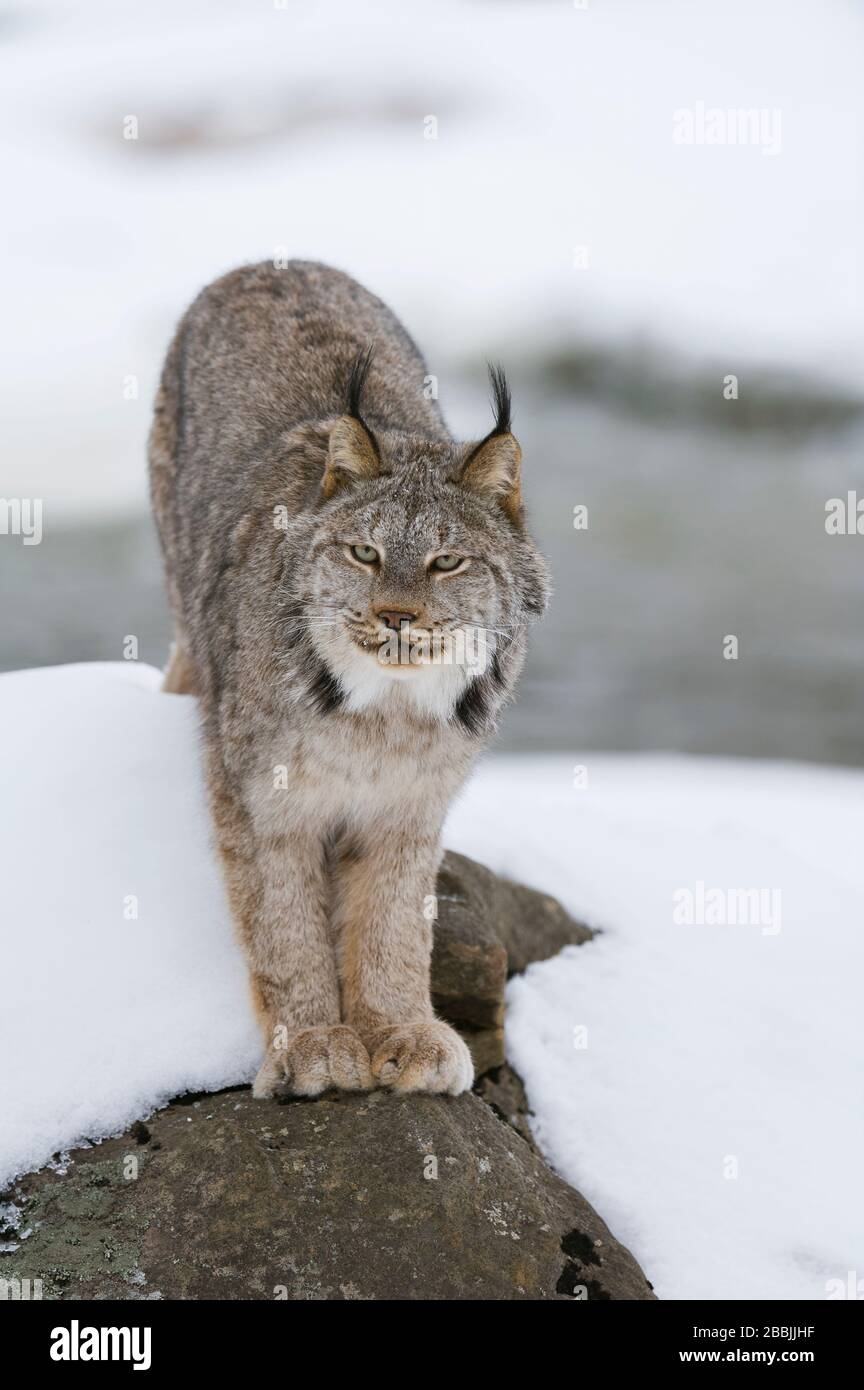 Lynx (Lynx canadensis), hiver, Amérique du Nord, par Dominique Braud/Dembinsky photo Assoc Banque D'Images