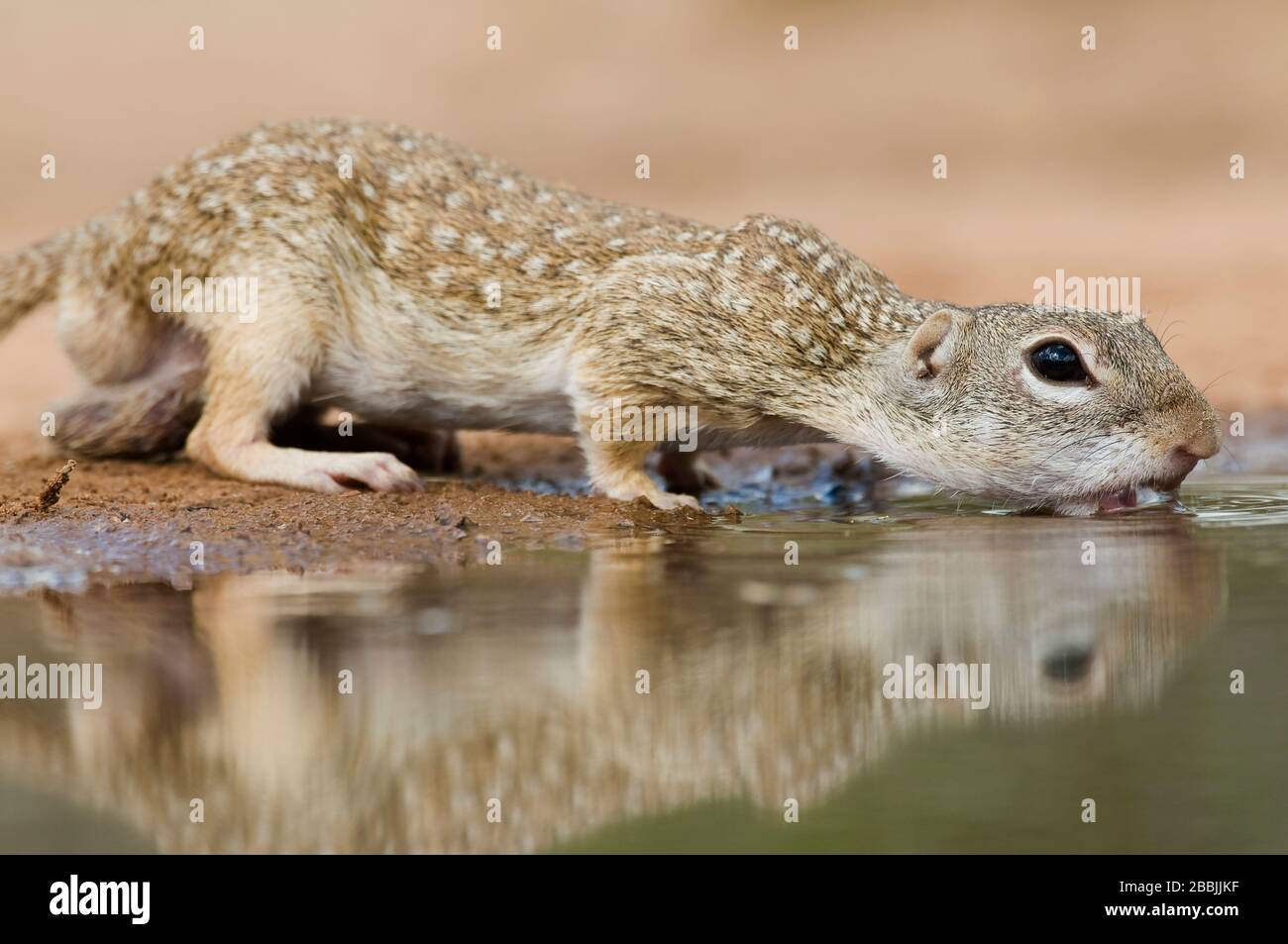 Mexican Ground Squirrel (Spermophilus mexicanus), Texas, États-Unis, par Dominique Braud/Dembinsky photo Assoc Banque D'Images