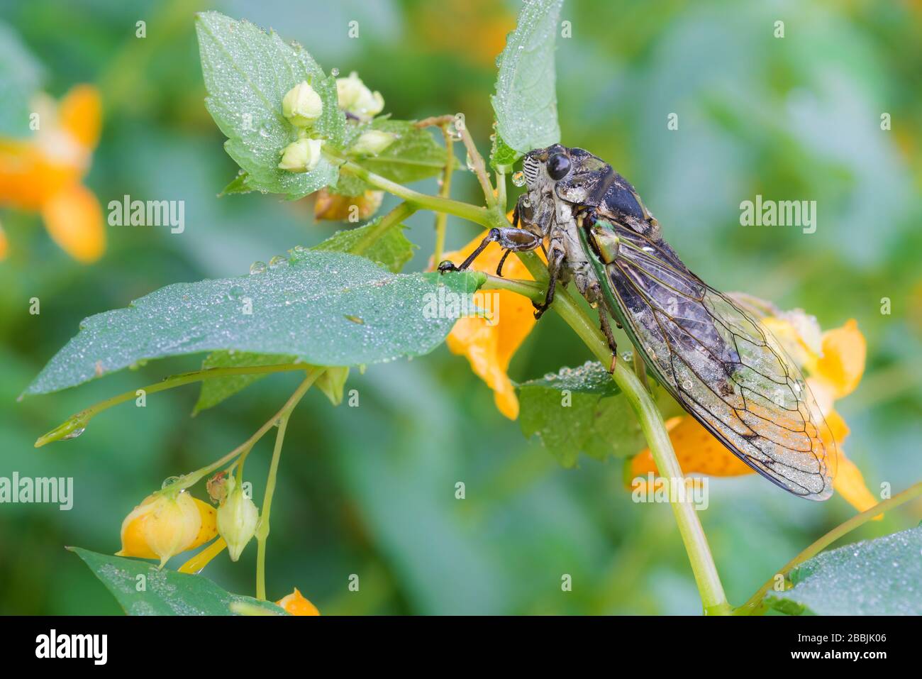 Cicada de Linne (Neotibicinen linnei) sur la joailée (Impatians capensis), dans le milieu-ouest des États-Unis, par Dominique Braud/Dembinsky photo Assoc Banque D'Images