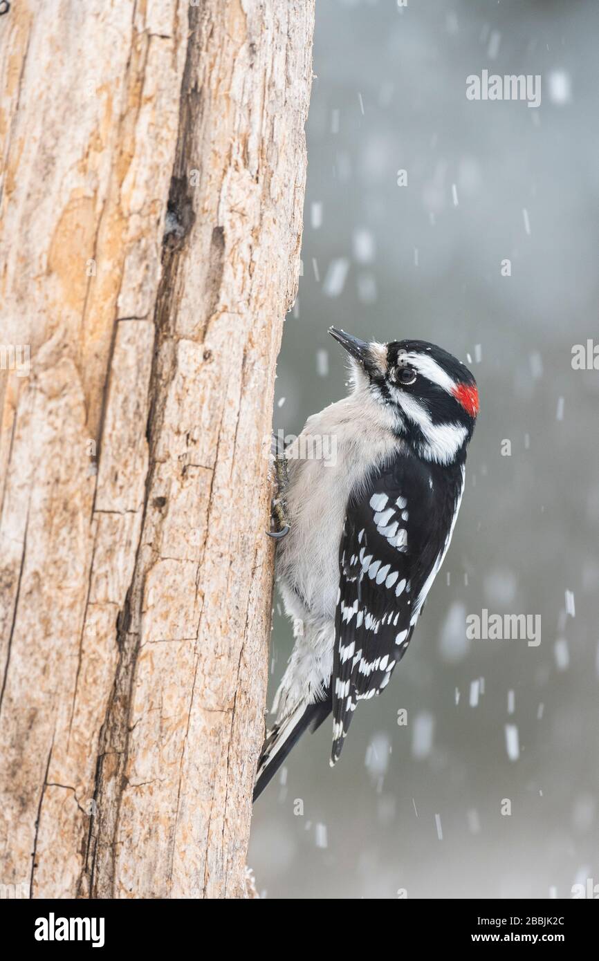 Downy Woodpecker (Dryobates pubescens), homme, sur arbre mort à la recherche de nourriture; hiver; E Amérique du Nord; par Dominique Braud/Dembinsky photo Assoc Banque D'Images
