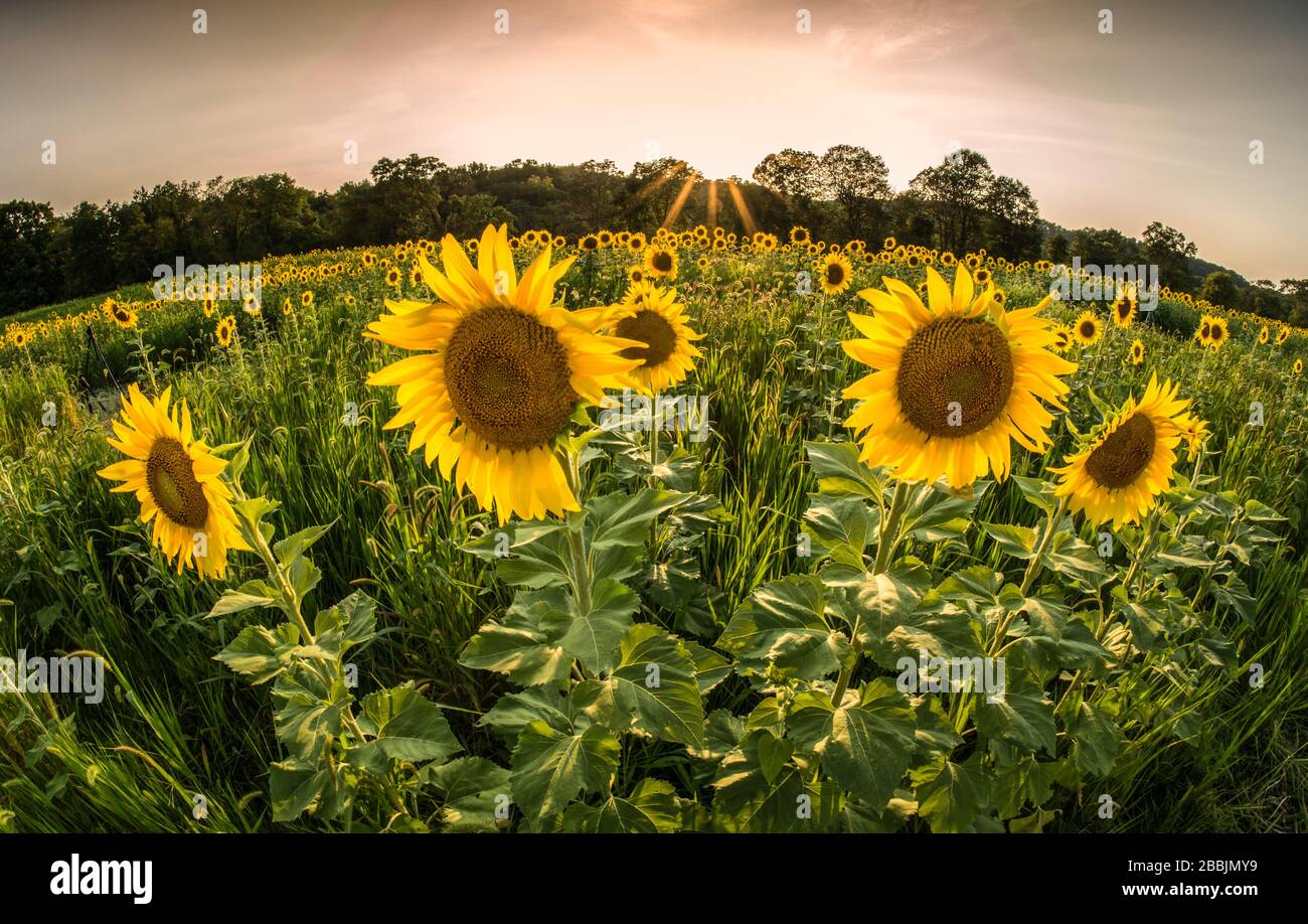 Des tournesols lumineux, ensoleillés et jaunes dans un champ avec une vue déformée de la lentille fisheye. Banque D'Images