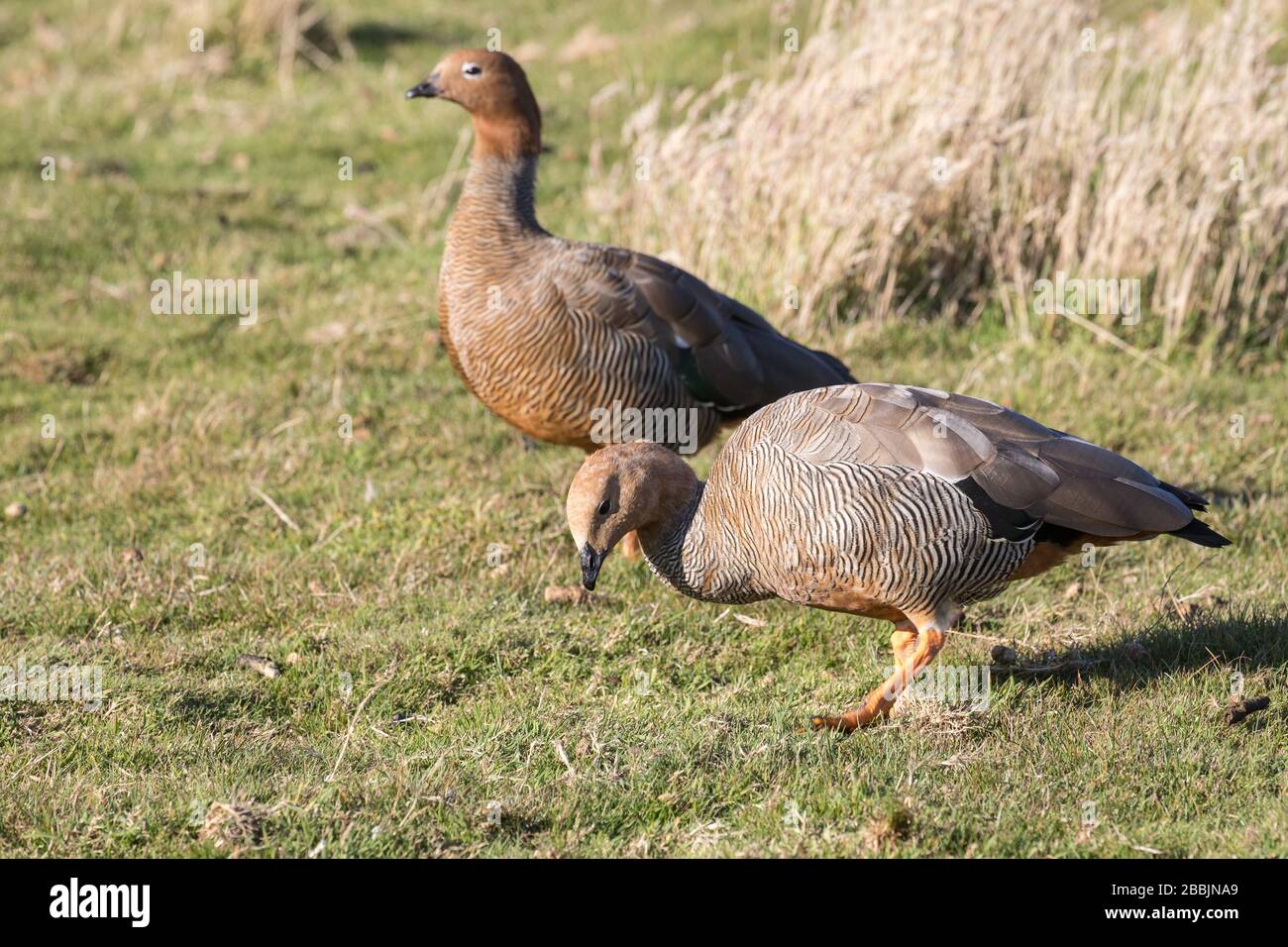 Paire d'oies à tête de Ruddy se nourrissant sur l'herbe Banque D'Images