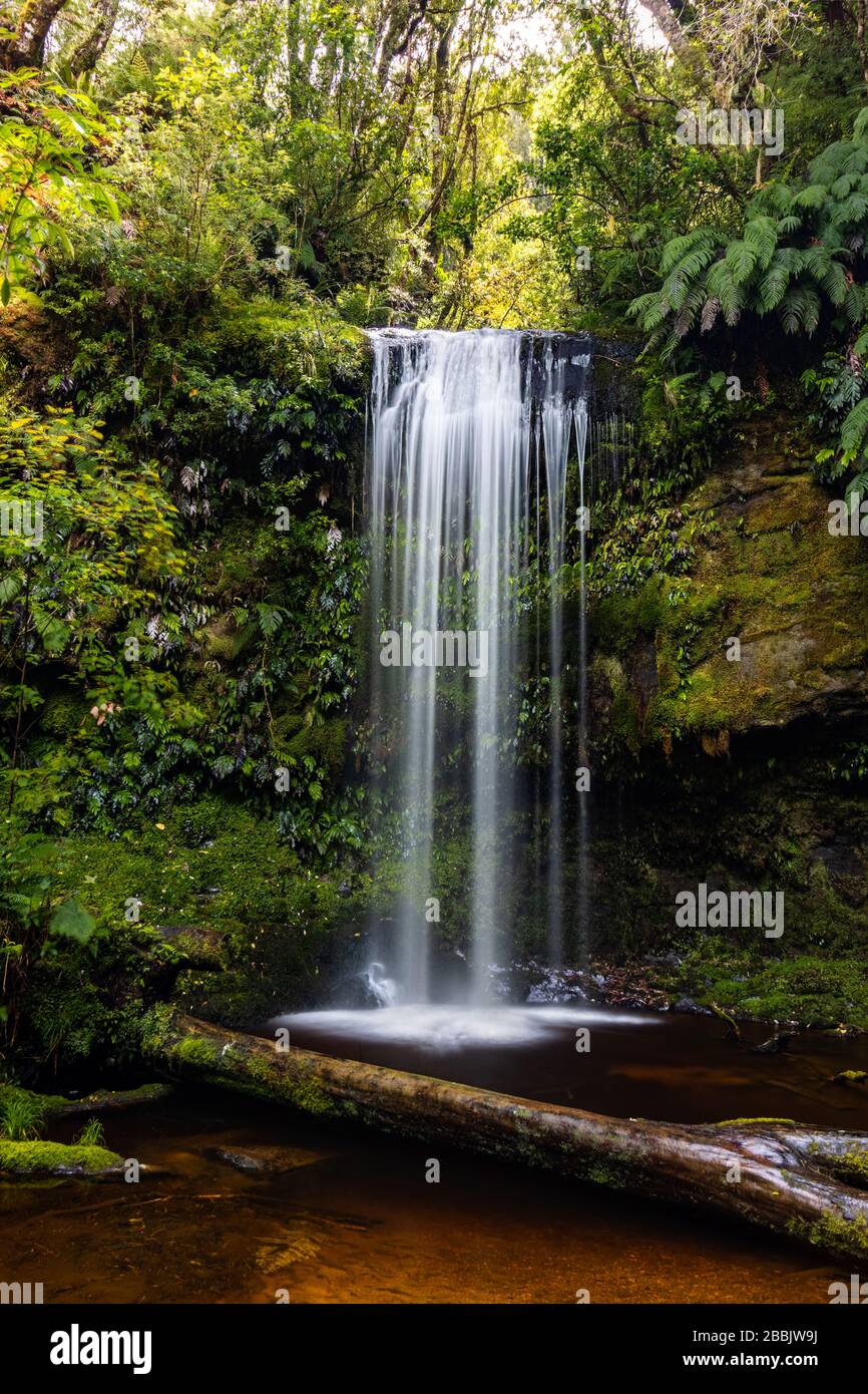 chute d'eau avec un arbre mort Banque D'Images