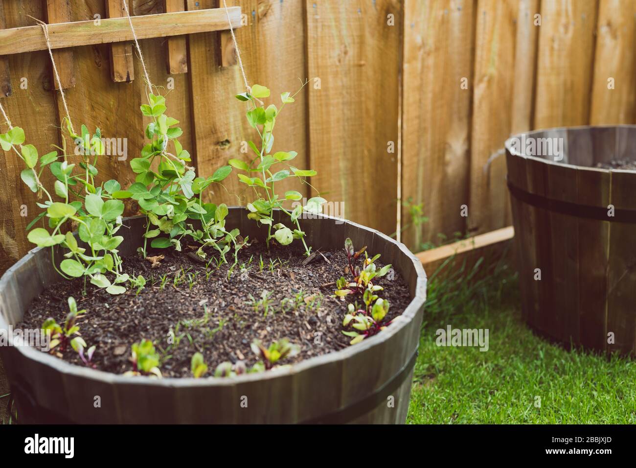 cultiver des légumes dans votre arrière-cour, parsemé de pots avec des semis et des graines de pois de neige et de carottes de betterave sur le patch vert d'herbe Banque D'Images