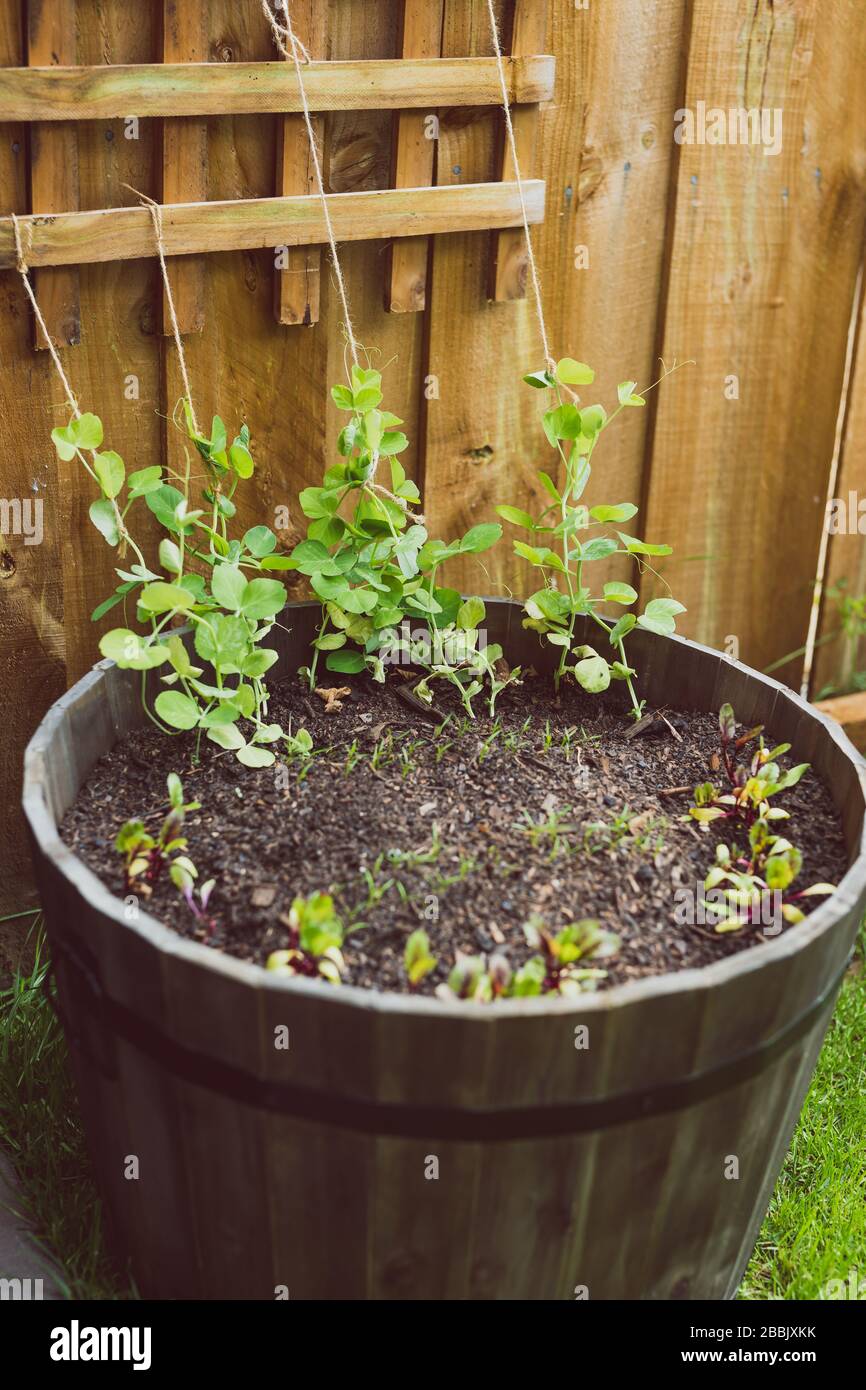 cultiver des légumes dans votre arrière-cour, parsemé de pots avec des semis et des graines de pois de neige et de carottes de betterave sur le patch vert d'herbe Banque D'Images