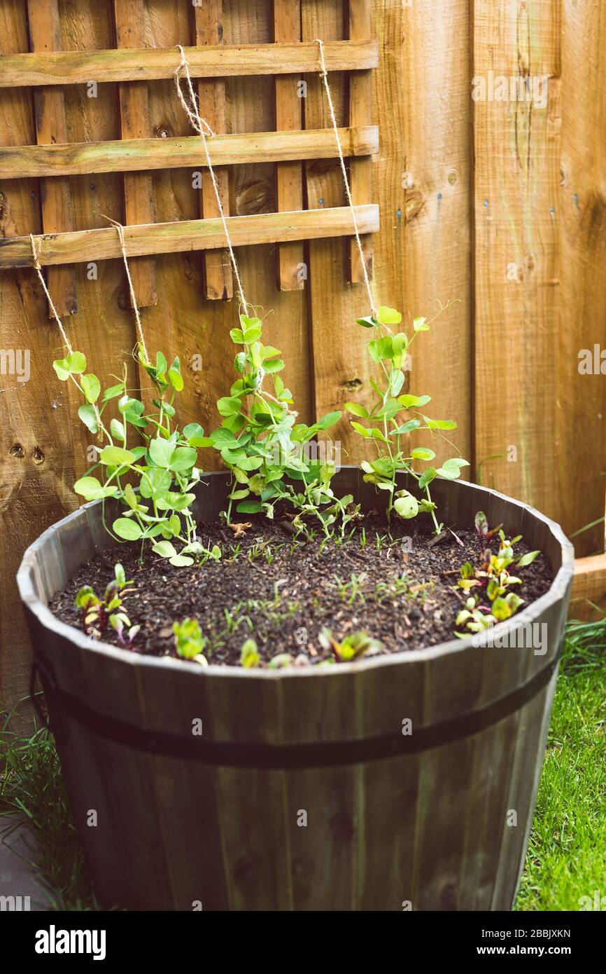cultiver des légumes dans votre arrière-cour, parsemé de pots avec des semis et des graines de pois de neige et de carottes de betterave sur le patch vert d'herbe Banque D'Images