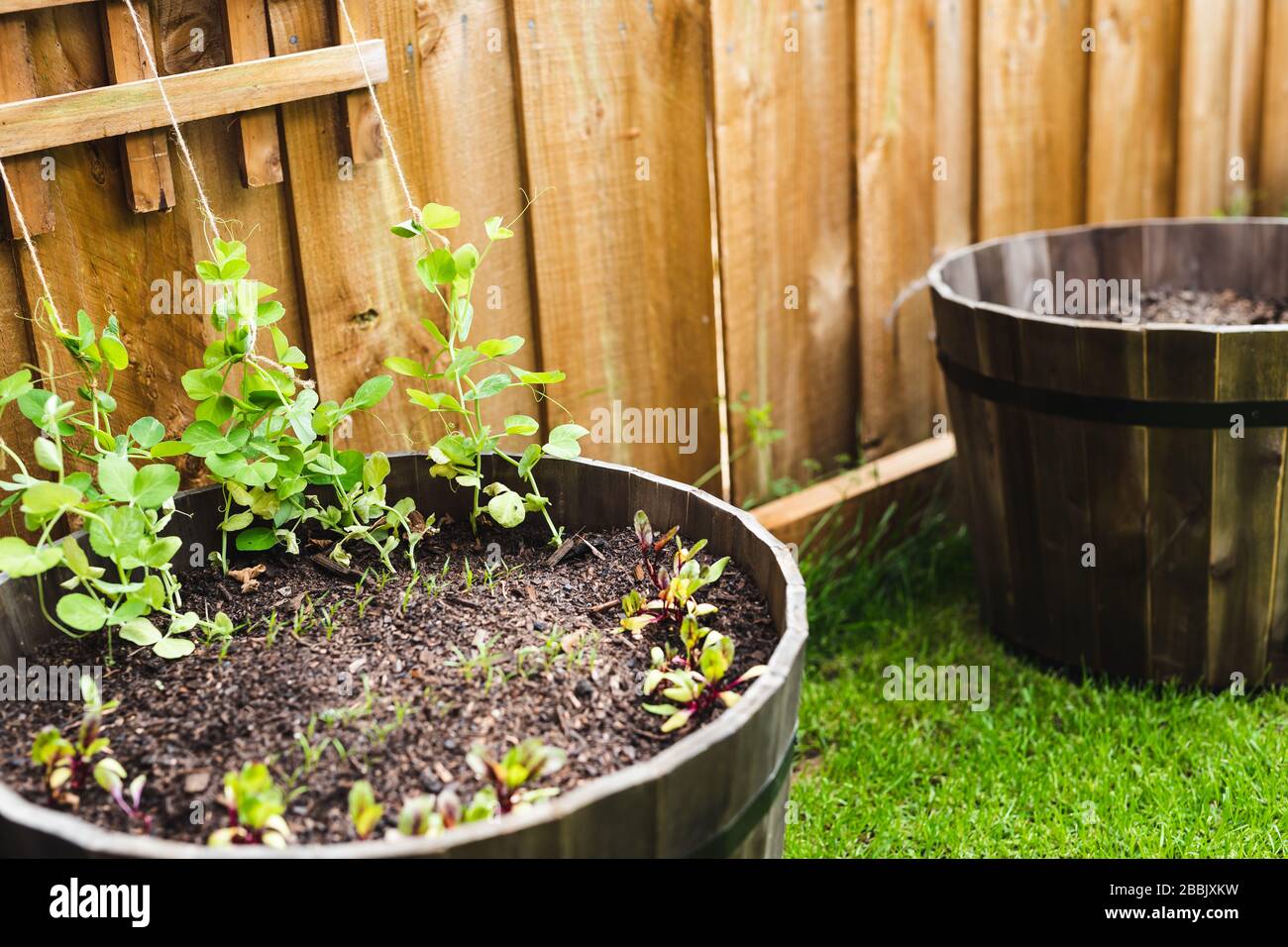 cultiver des légumes dans votre arrière-cour, parsemé de pots avec des semis et des graines de pois de neige et de carottes de betterave sur le patch vert d'herbe Banque D'Images