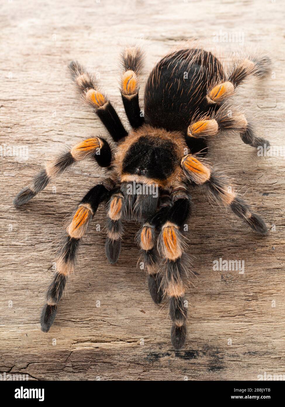 Sous-adulte coloré femme mexicain orangeknee tarantula (Brachypelma hamorii) sur un journal blanchi au soleil, d'en haut, vertical Banque D'Images