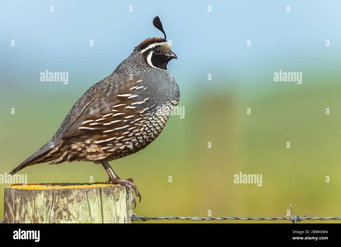 Portrait d'un colin de Californie (Callipepla californica) perching on sondage en bois, Point Reyes National Seashore, Californie, USA. Banque D'Images