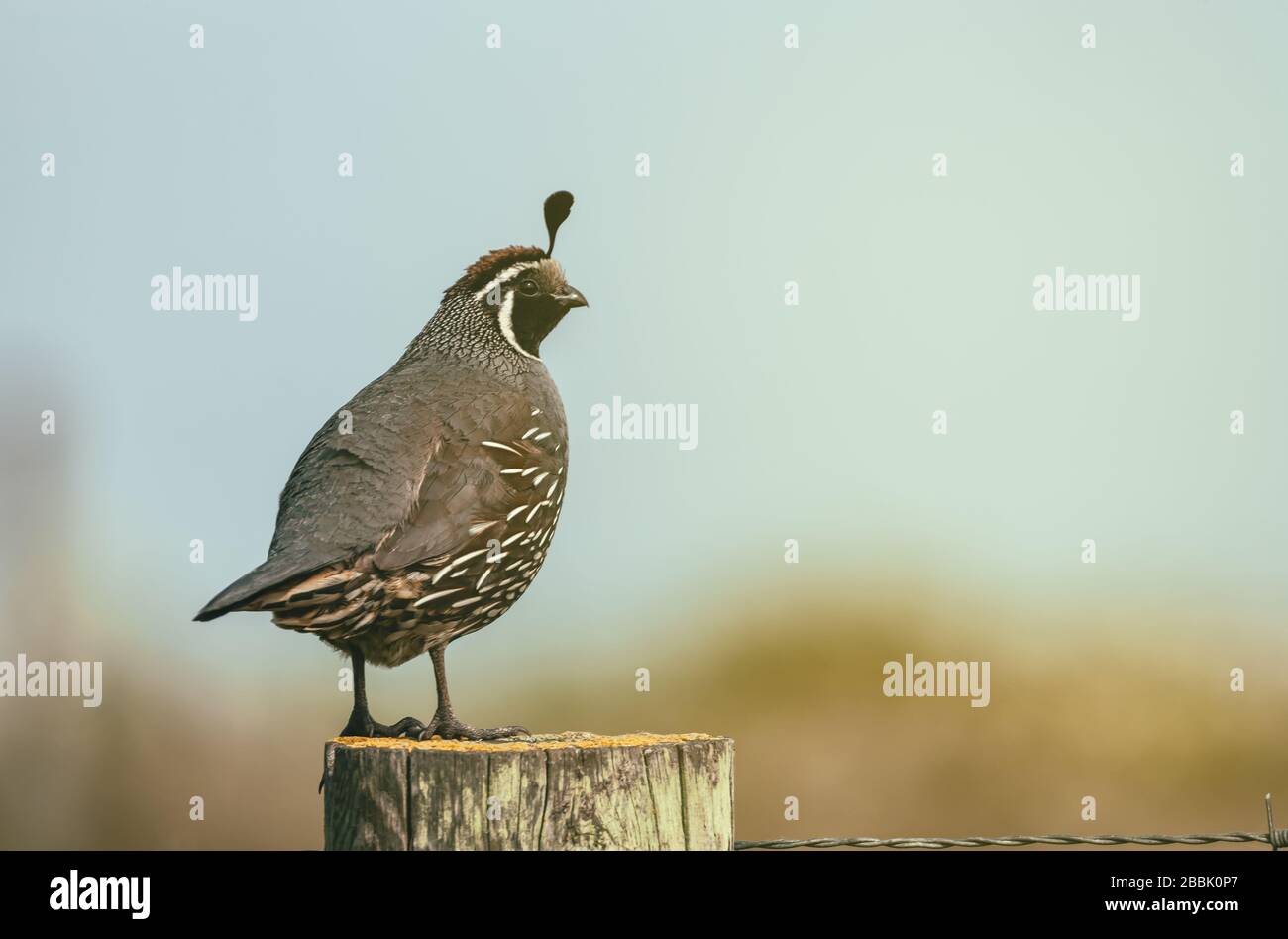 Portrait d'un colin de Californie (Callipepla californica) perching on sondage en bois, Point Reyes National Seashore, Californie, USA. Banque D'Images