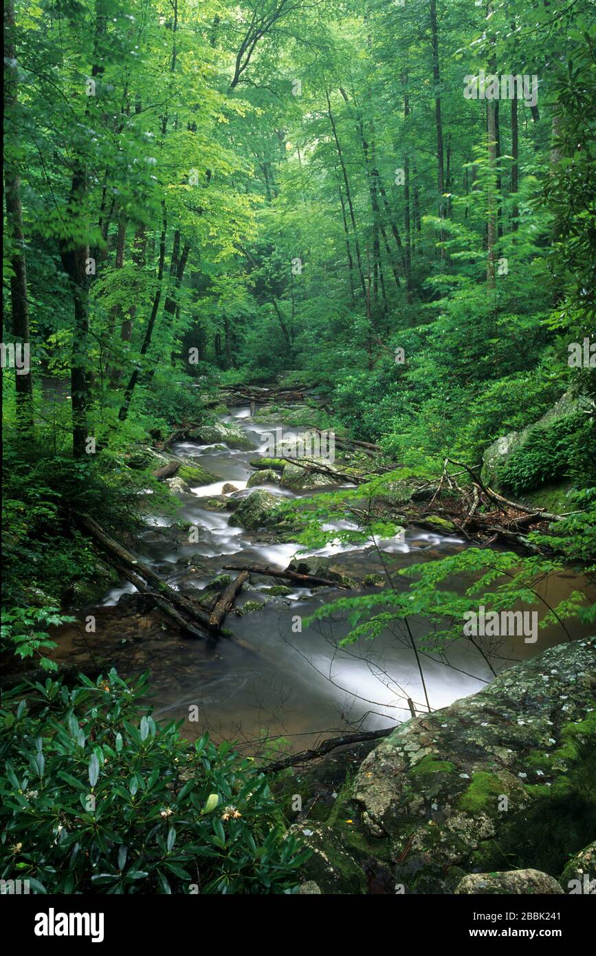 Smith Creek, Chattahoochee National Forest, Géorgie Banque D'Images