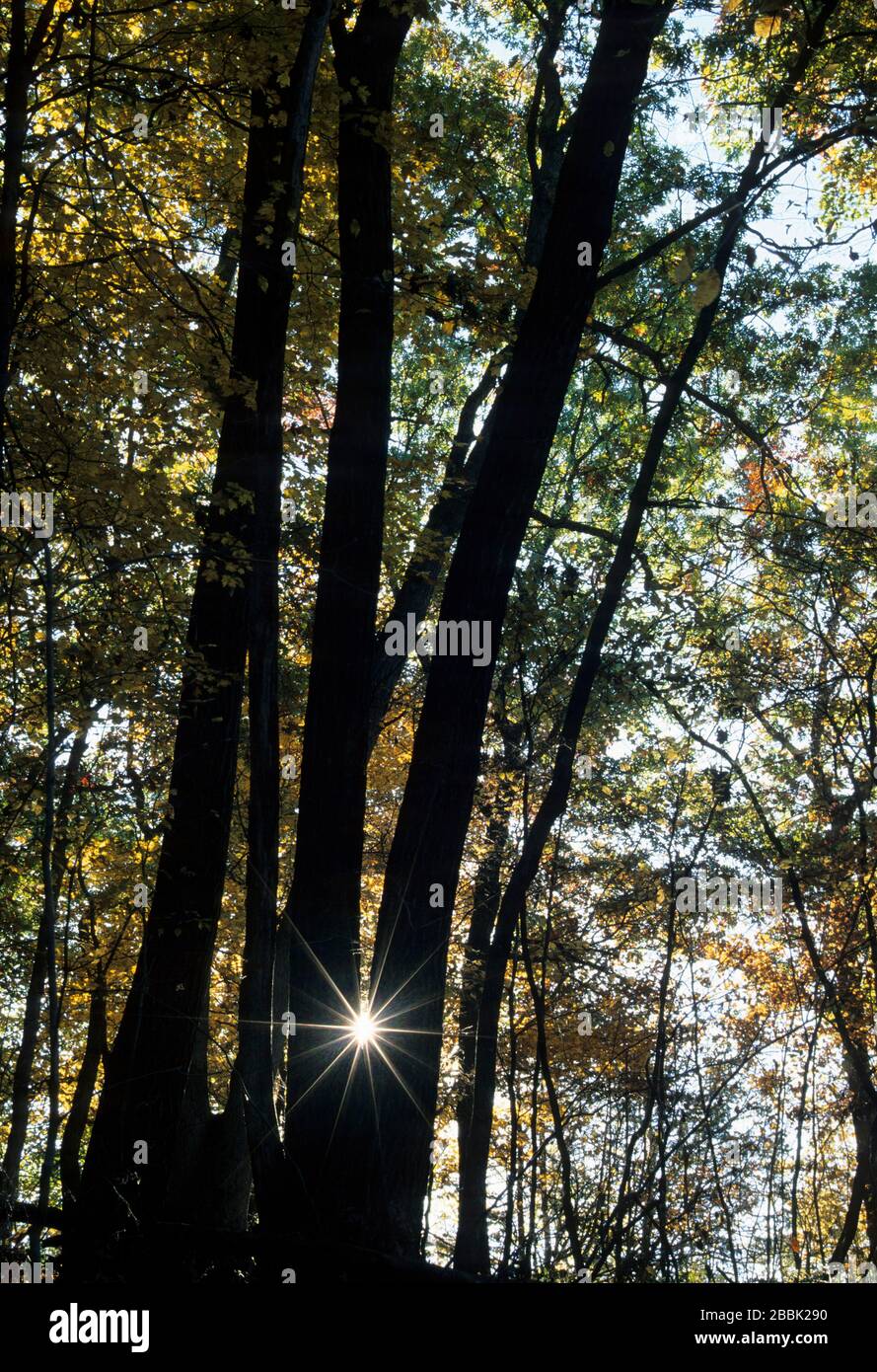 Forêt à feuilles caduques avec rafales de soleil sur Fire point Trail, Effigy Mounds National Monument, Iowa Banque D'Images