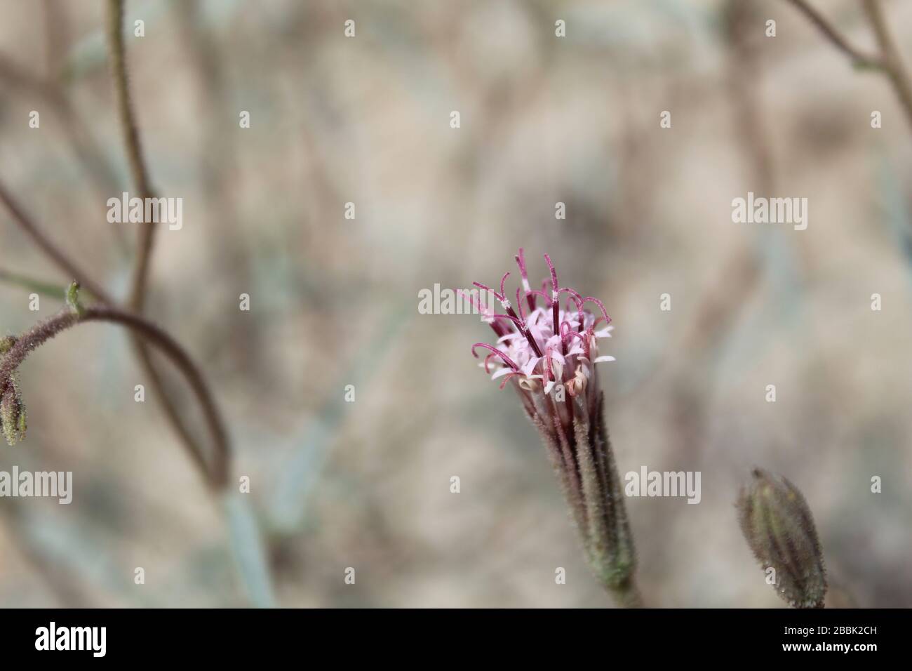 Apparaissant dans les marges de Twentynine Palms comme le Printemps réchauffe le Mojave du Sud est natif Palafoxia Arida, Désert Palafox. Banque D'Images