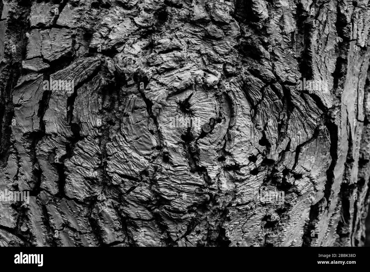 Macro noir et blanc de la texture d'un tronc d'arbre Banque D'Images