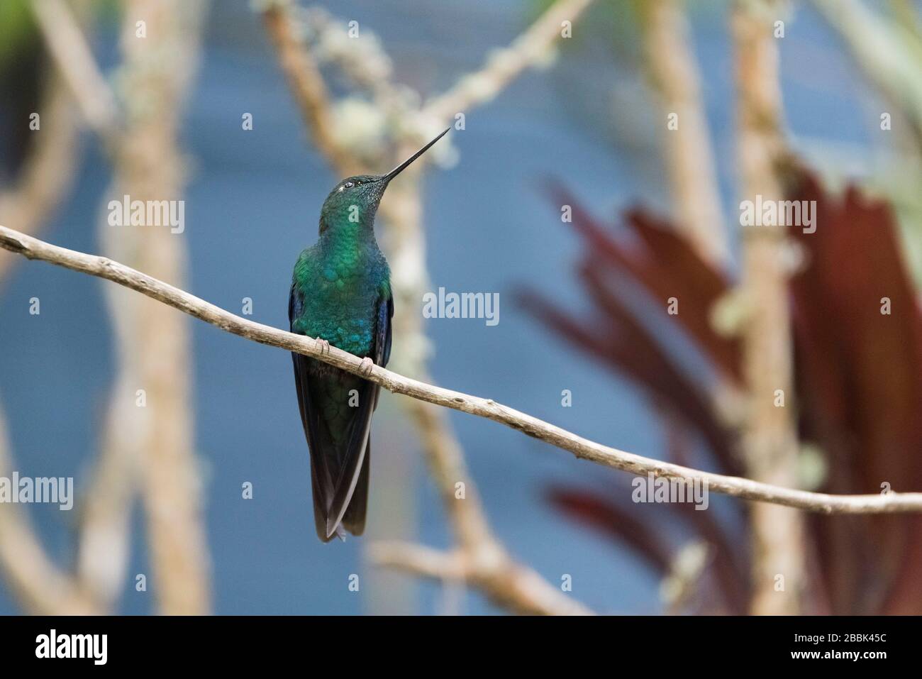 Grand oiseau-colibris mâle de sapphirewing debout sur une branche, Pterophanes cyanopterus. La Calera, Cundinamarca, Colombie Banque D'Images